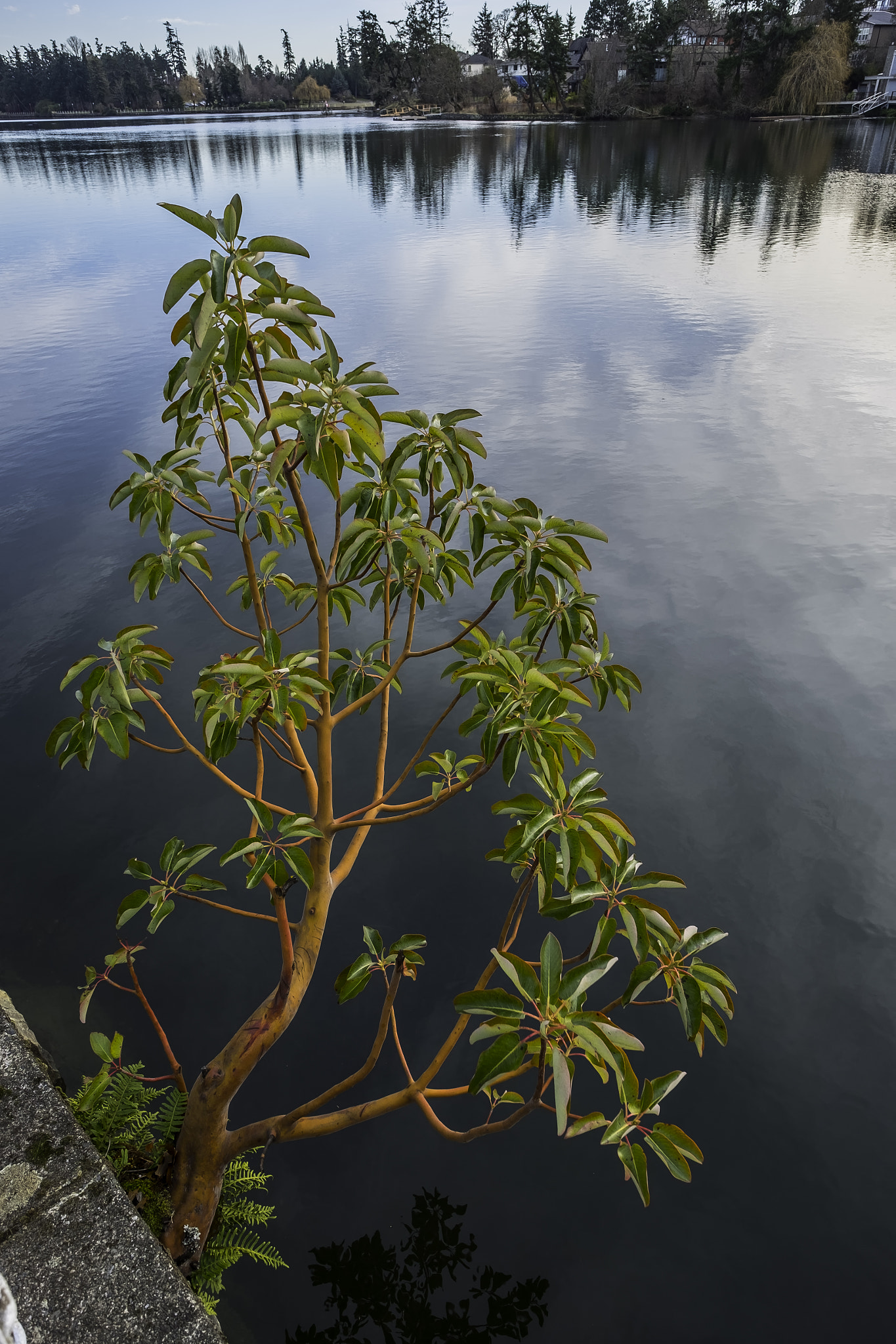 Fujifilm XF 14mm F2.8 R sample photo. Winter arbutus photography