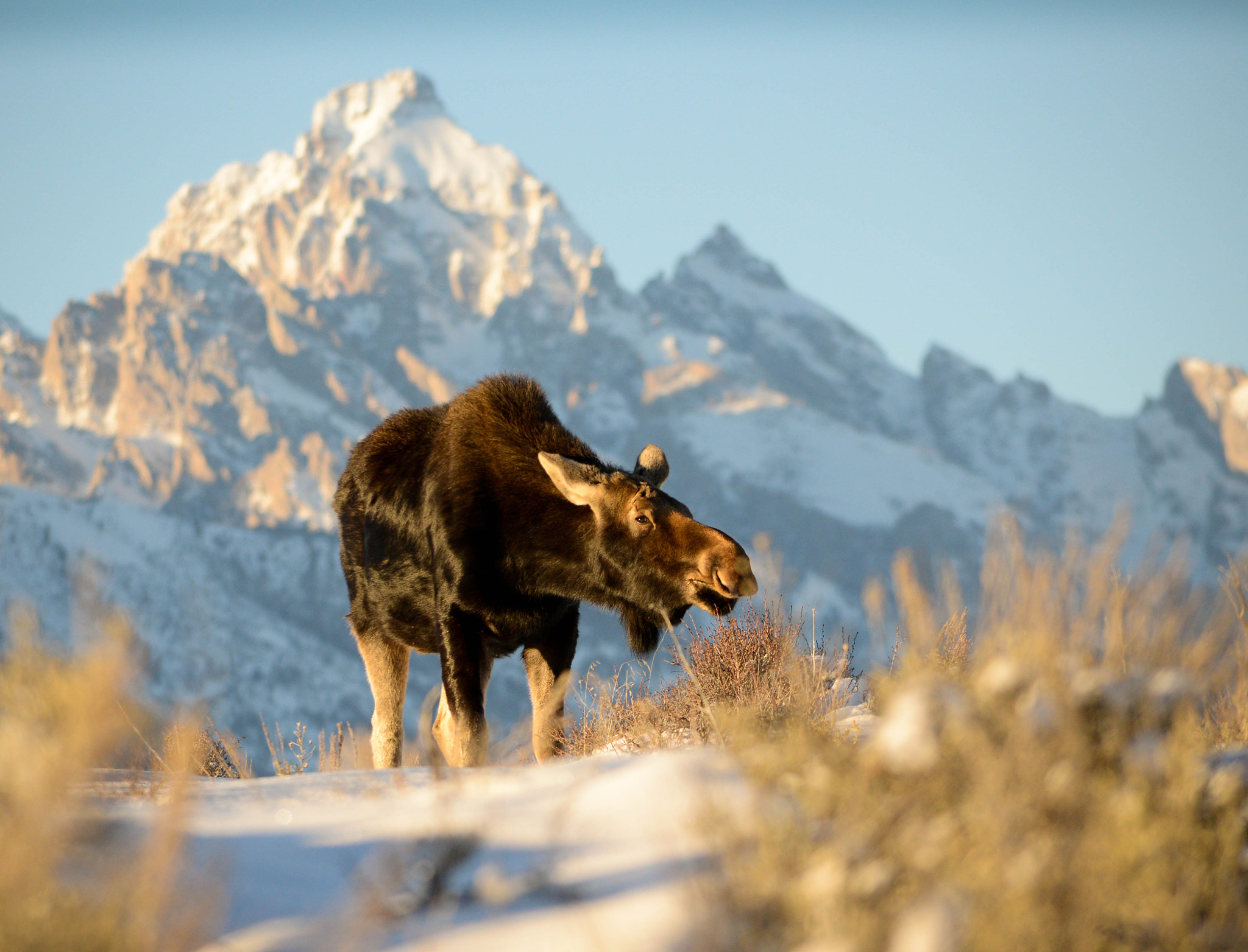 Nikon D800 sample photo. The grand tetons make a pretty great backdrop! photography