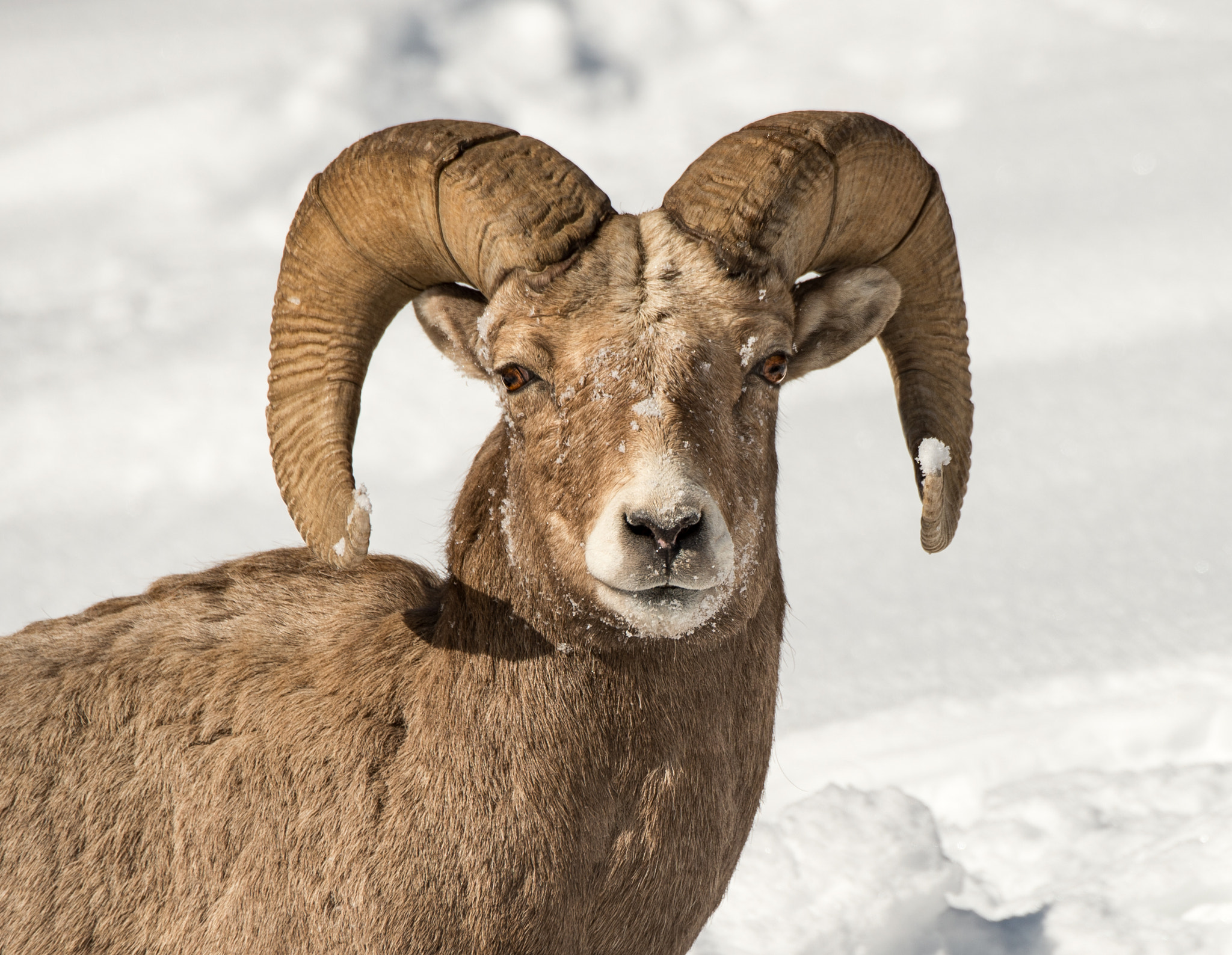 Nikon D4 sample photo. Bighorn portrait photography