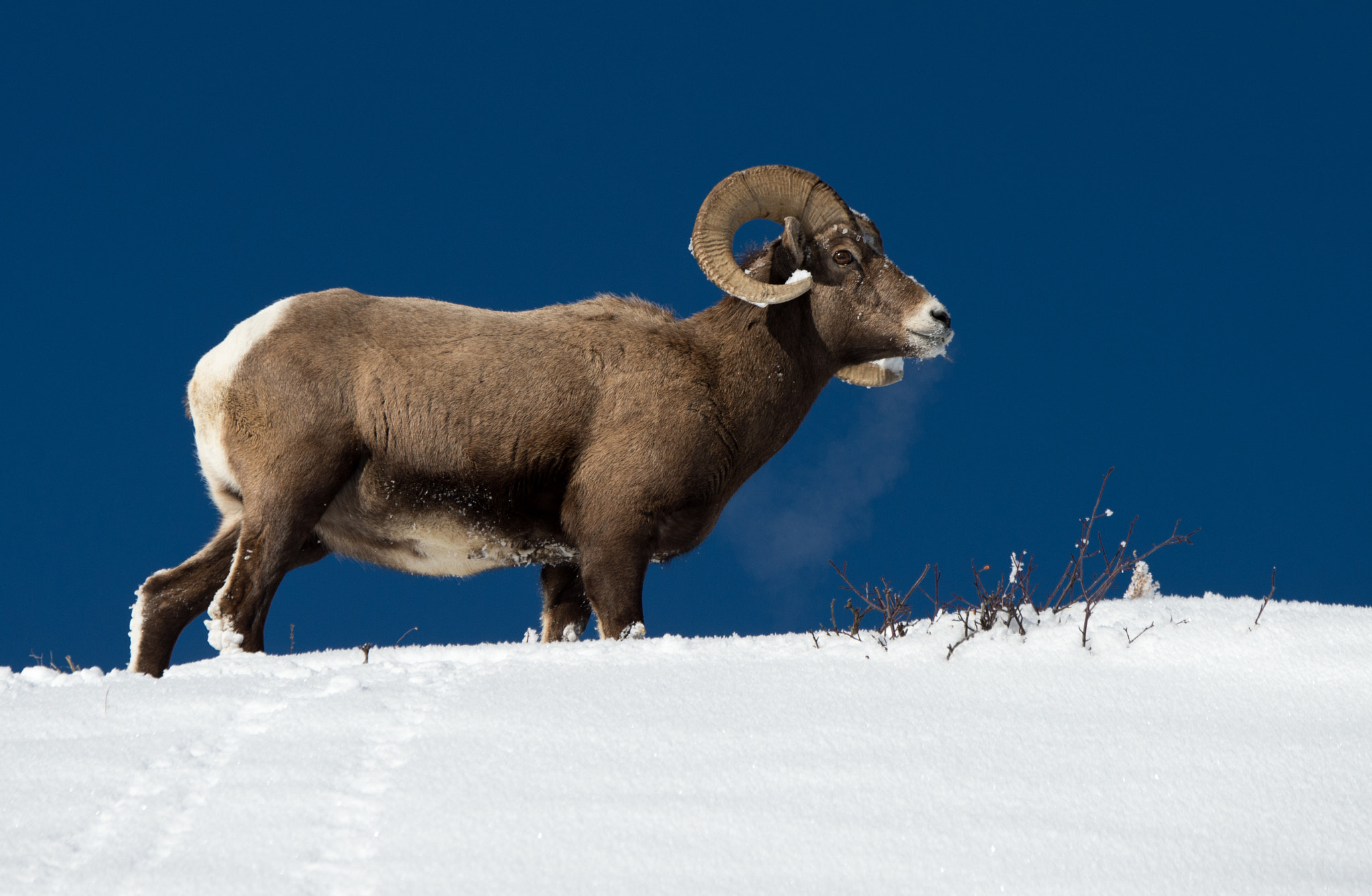 Nikon D4 sample photo. Bighorn steam breath photography