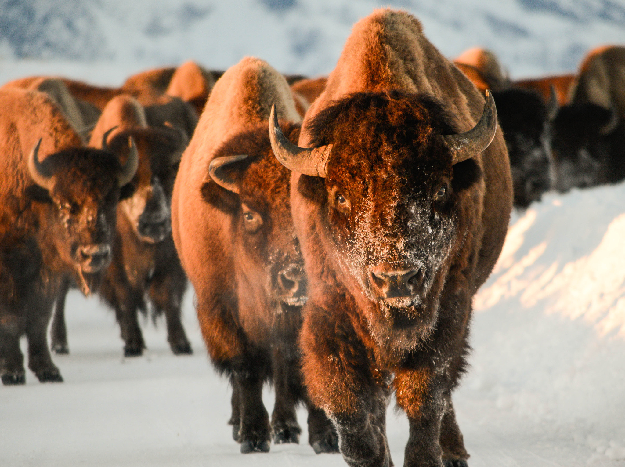 Nikon D800 sample photo. Bison... photography