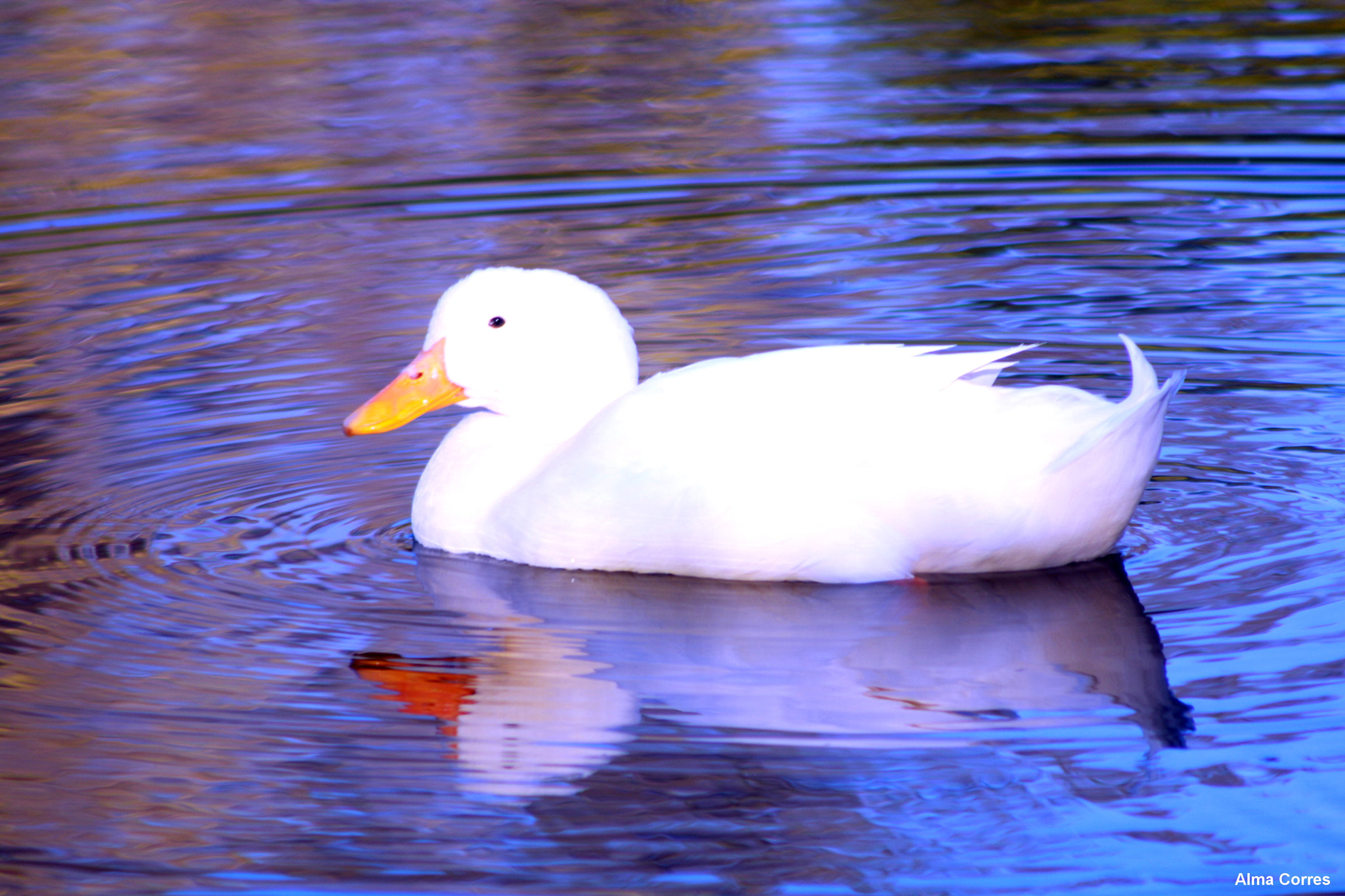 Canon EF 75-300mm f/4-5.6 USM sample photo. White duck photography