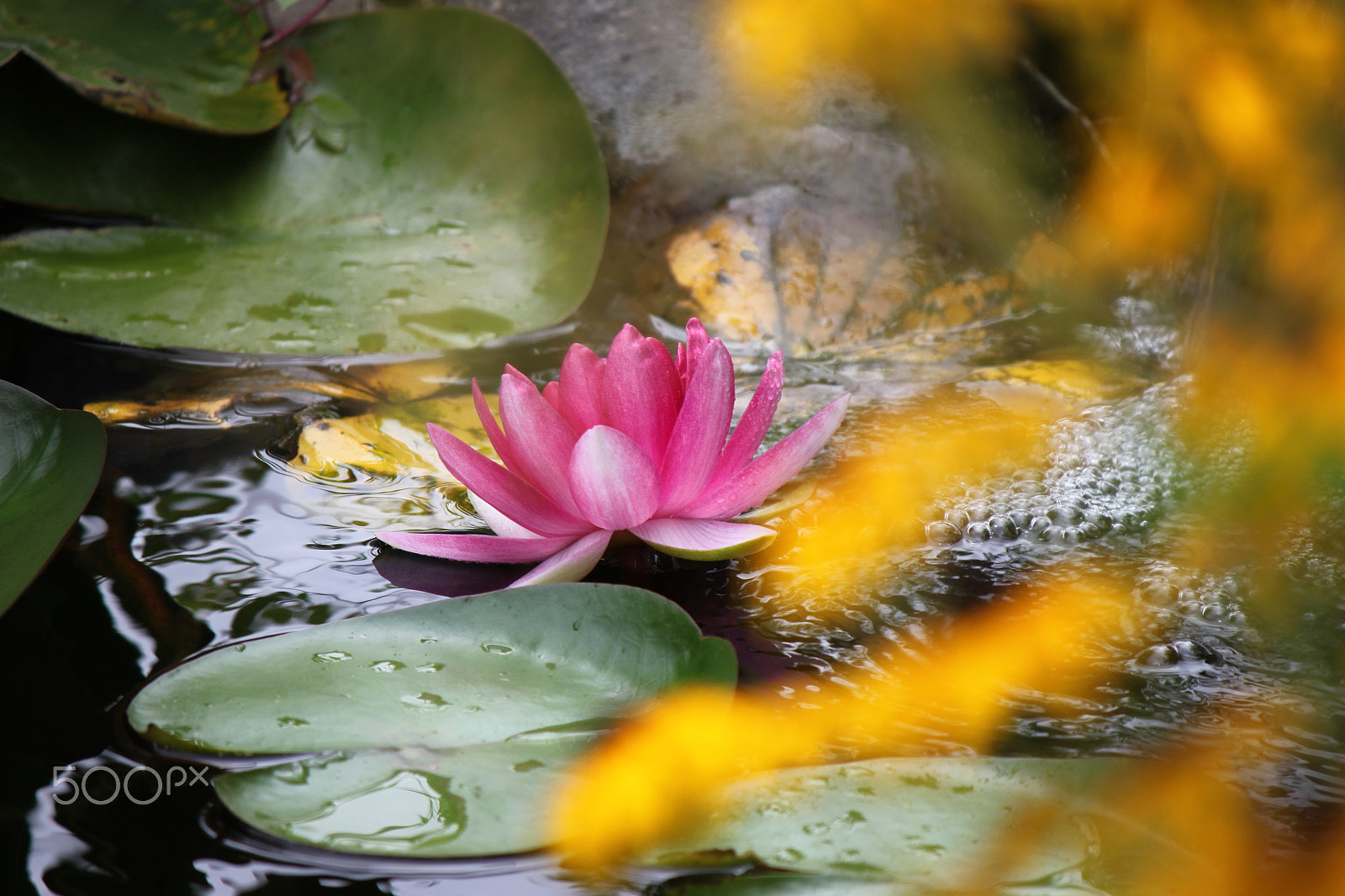 Canon EOS 500D (EOS Rebel T1i / EOS Kiss X3) sample photo. Lilly flower photography