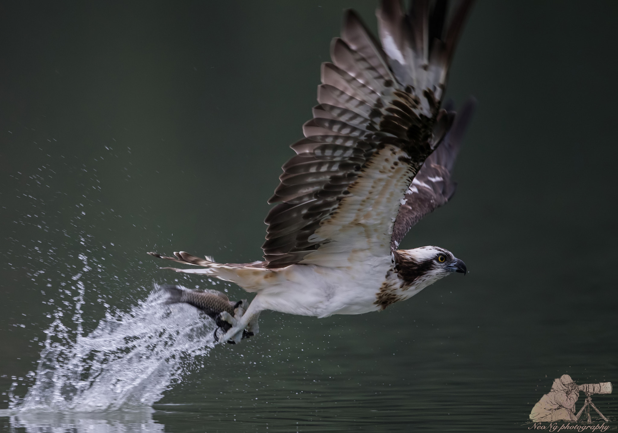 Canon EF 600mm F4L IS II USM sample photo. Osprey photography