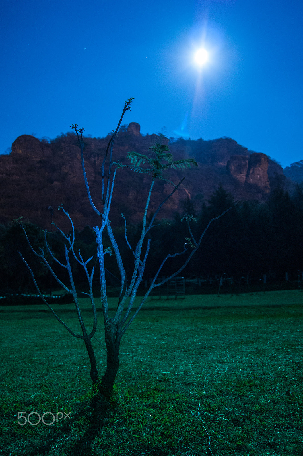 Sony Alpha DSLR-A380 sample photo. Little tree and the moon photography