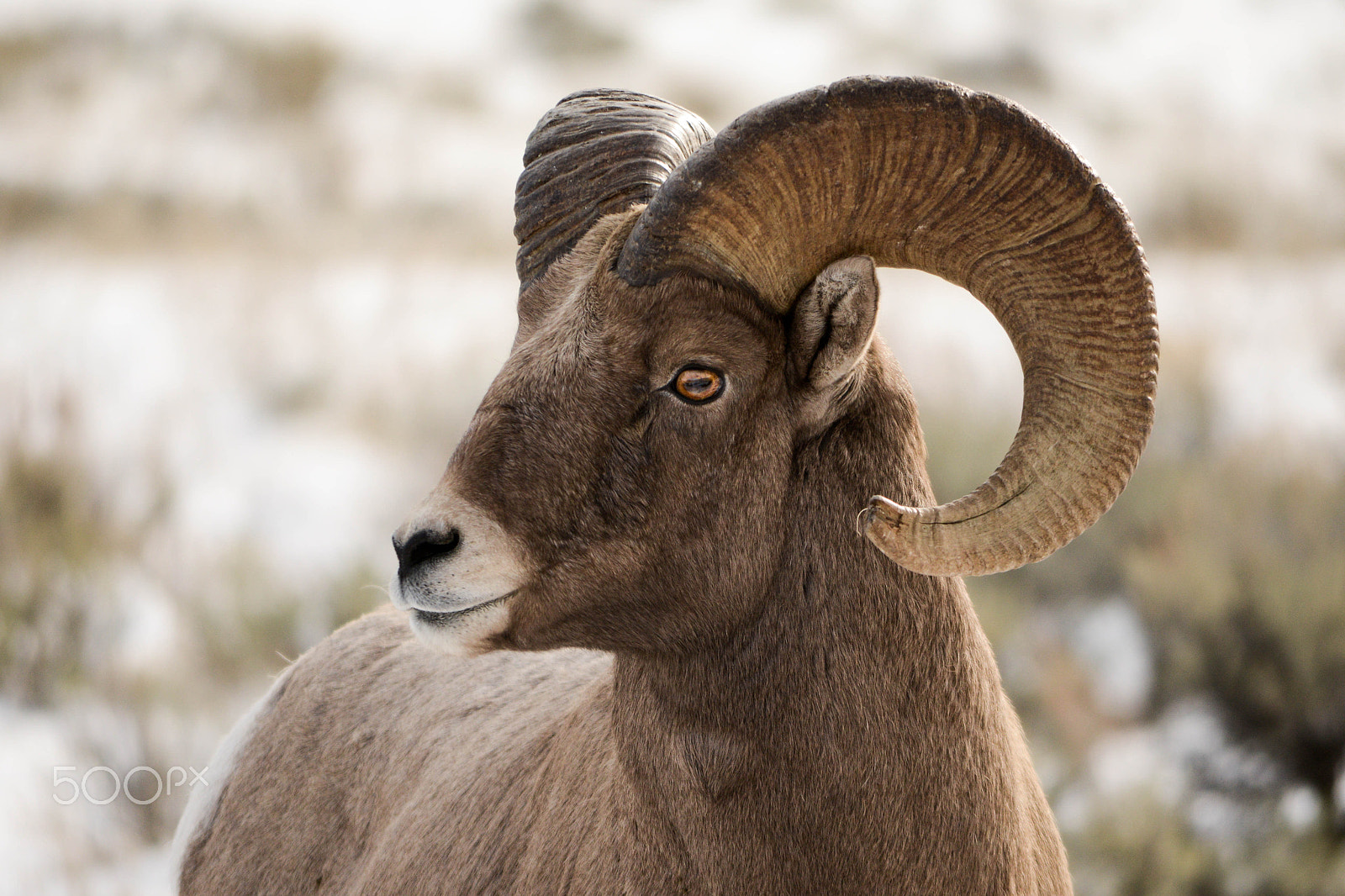 Nikon D800 sample photo. Ram.... photography