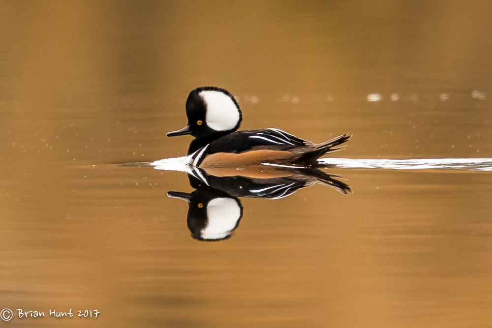 Canon EF 500mm F4L IS II USM sample photo. Mirror mirror photography
