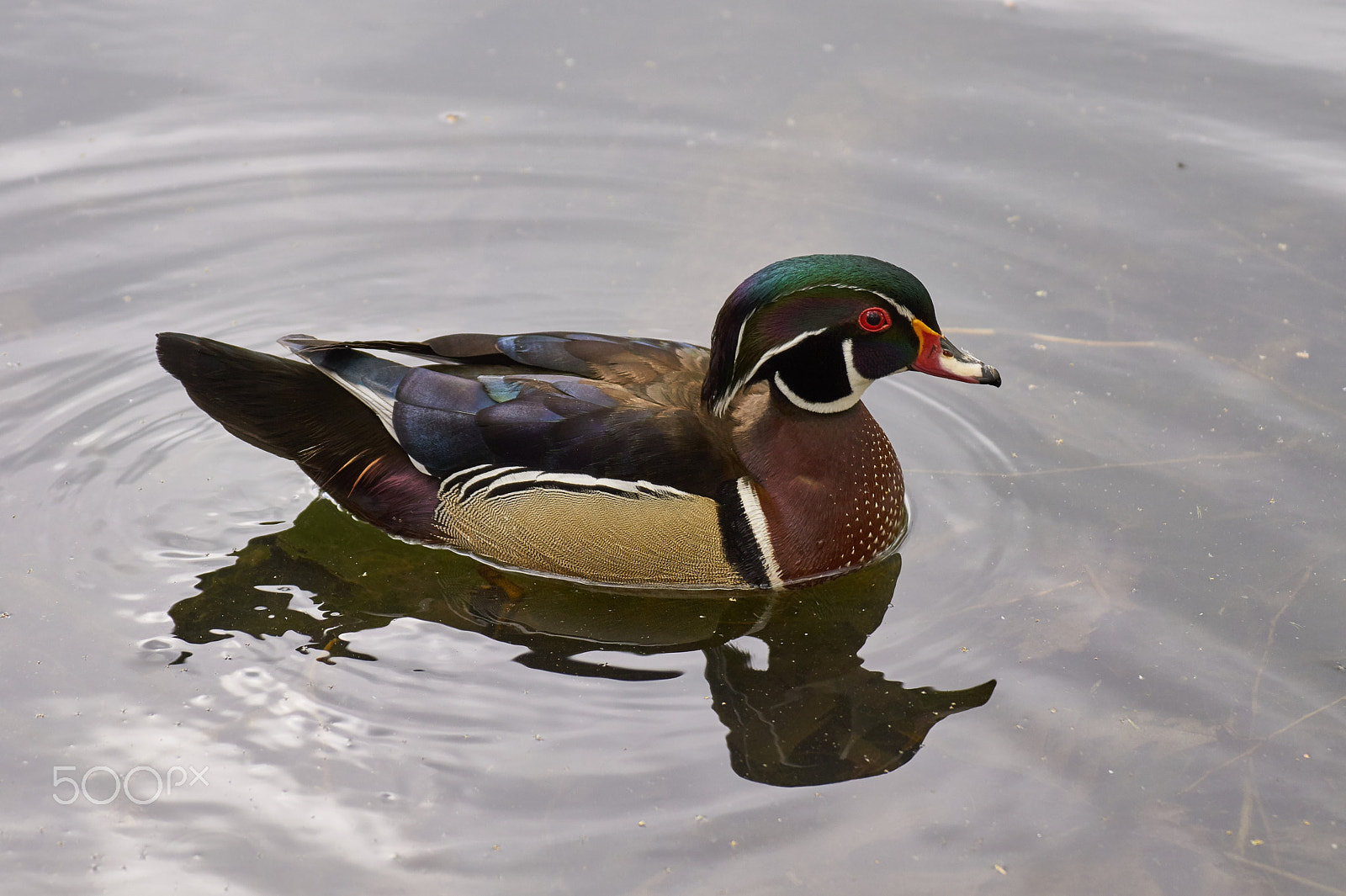 Tamron SP 70-300mm F4-5.6 Di USD sample photo. Wood duck (male) photography