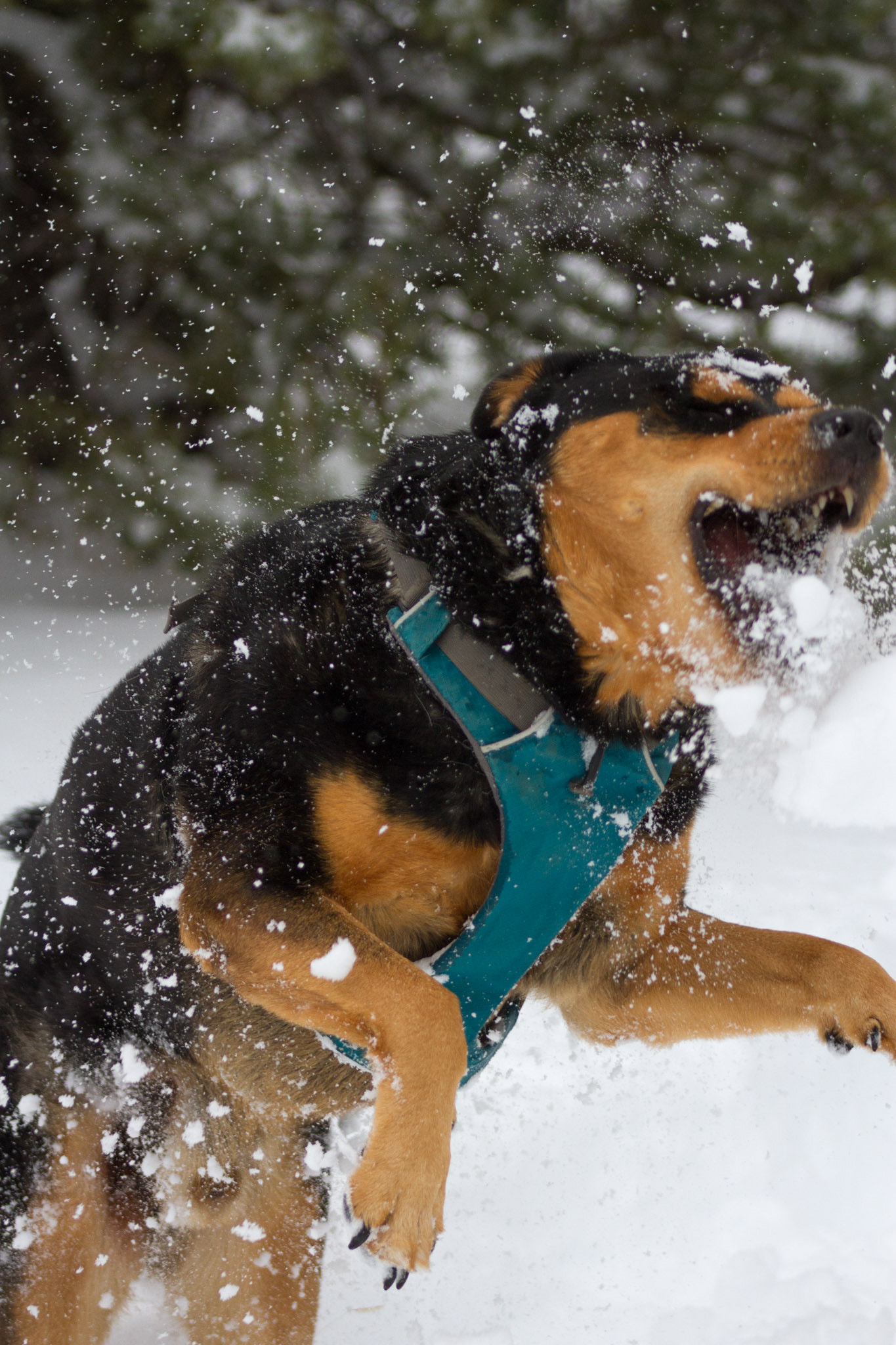 Canon EOS 7D sample photo. Snowball fight! photography