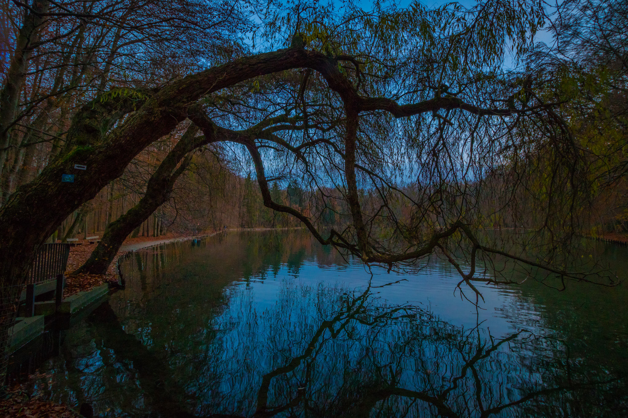 Canon EOS 750D (EOS Rebel T6i / EOS Kiss X8i) sample photo. Stretching trees photography