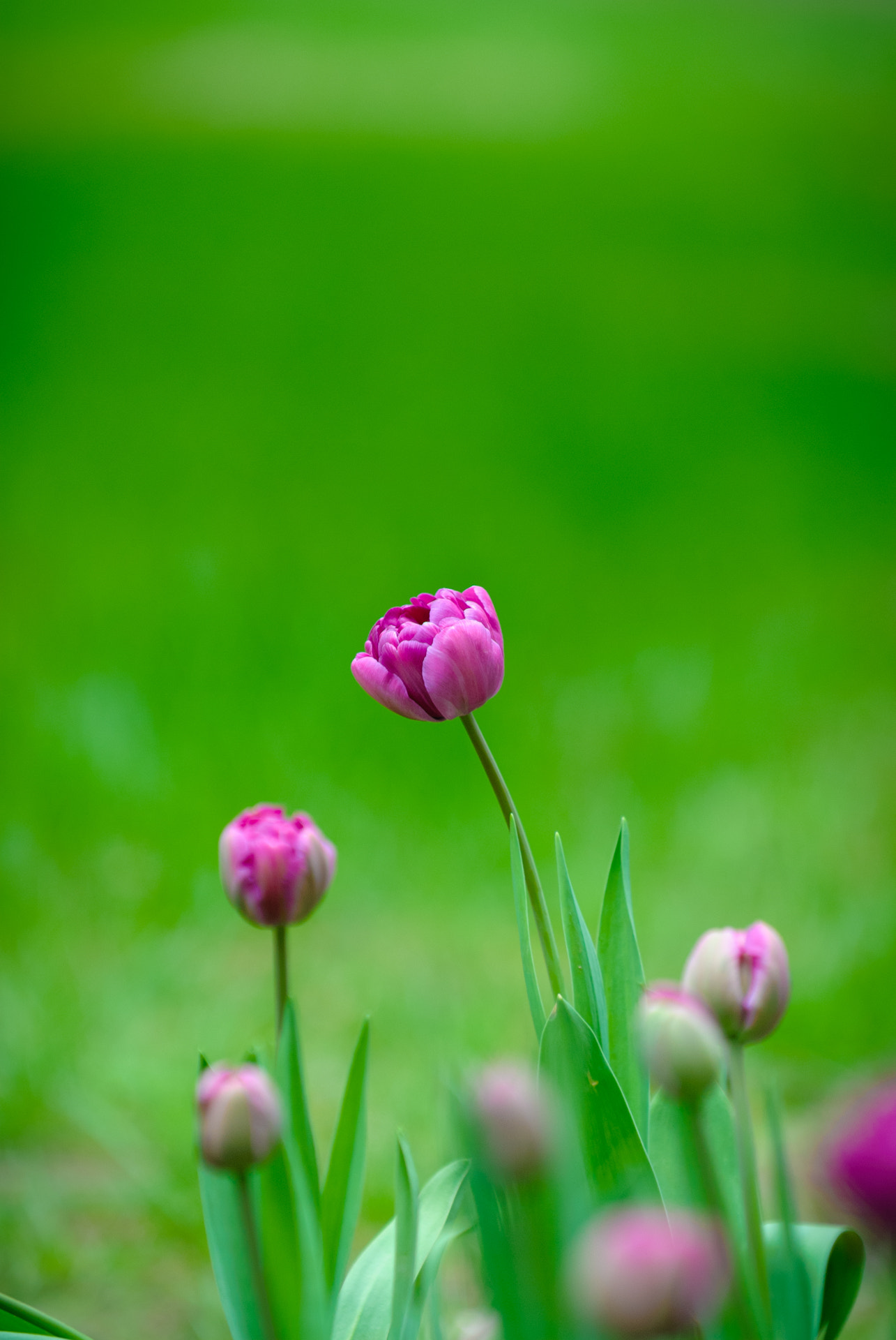 Nikon D80 sample photo. Tulip photography