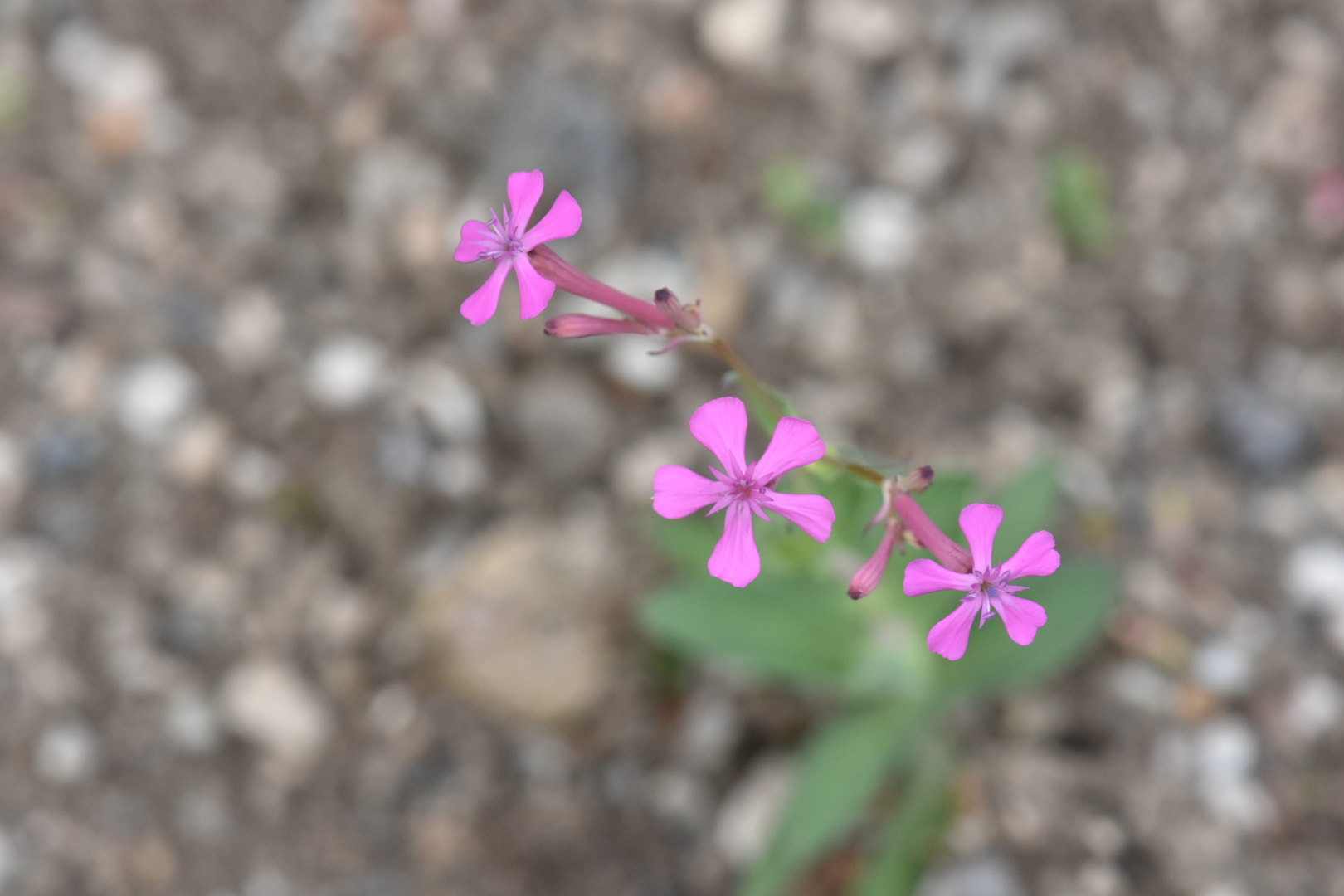 Nikon AF-S DX Micro-Nikkor 85mm F3.5G ED VR sample photo