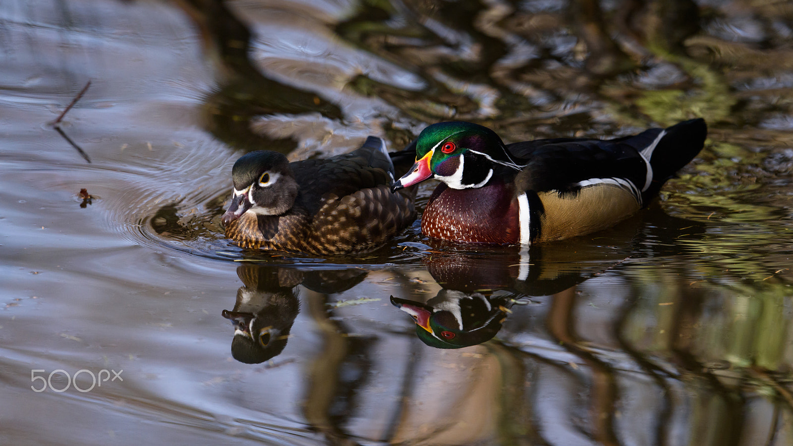 Nikon D810 + Nikon AF-S Nikkor 500mm F4E FL ED VR sample photo. Wood ducks floating along photography