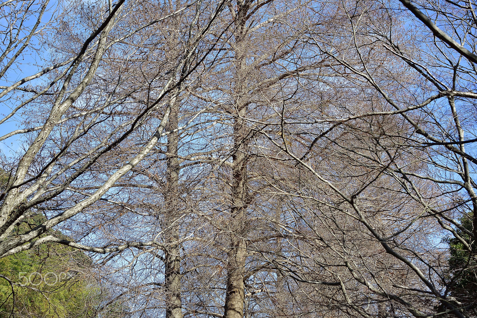 Nikon D800E sample photo. Trees waiting for spring in cold weather photography