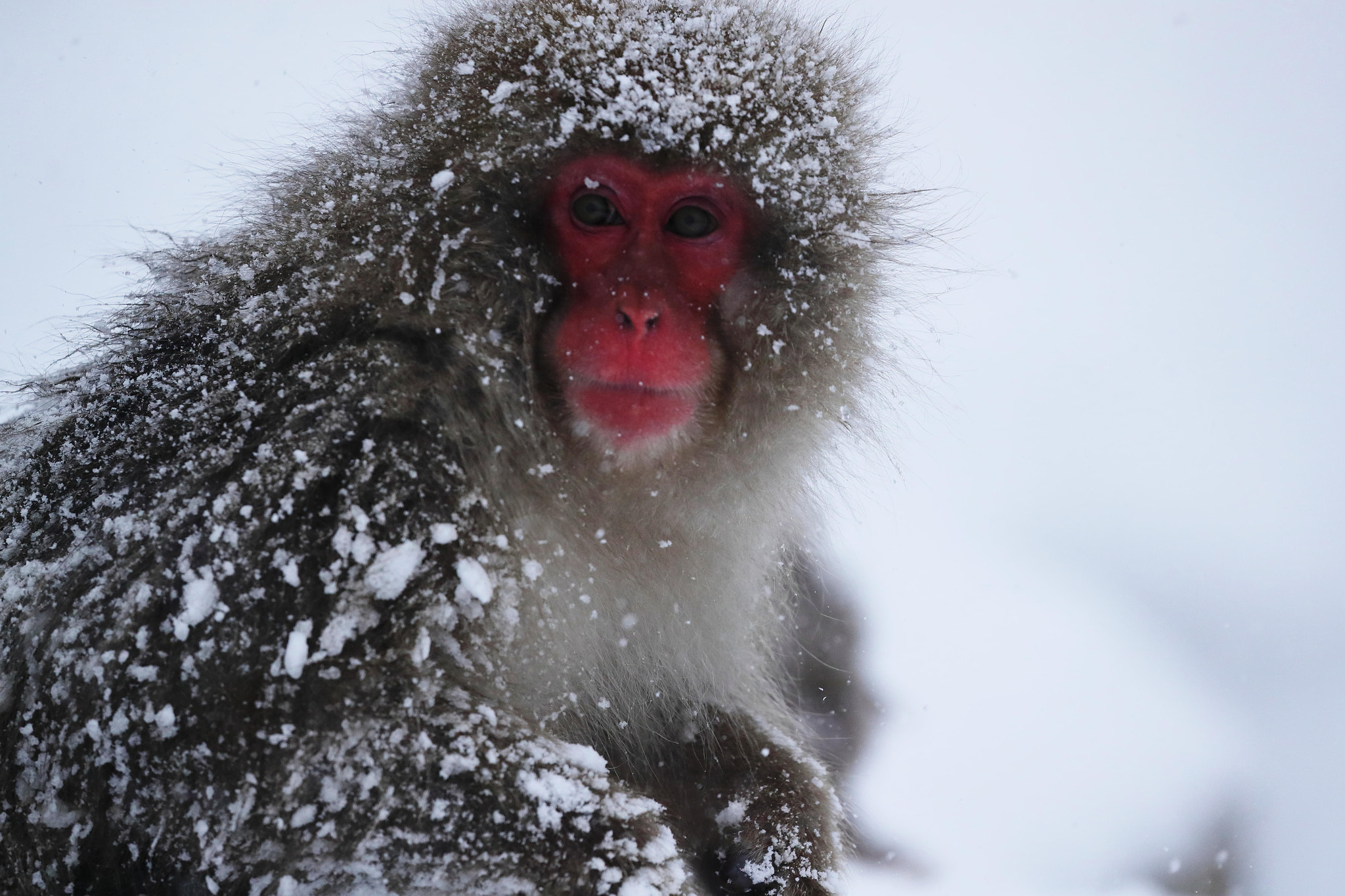 Canon EOS-1D X Mark II sample photo. A snow monkey photography
