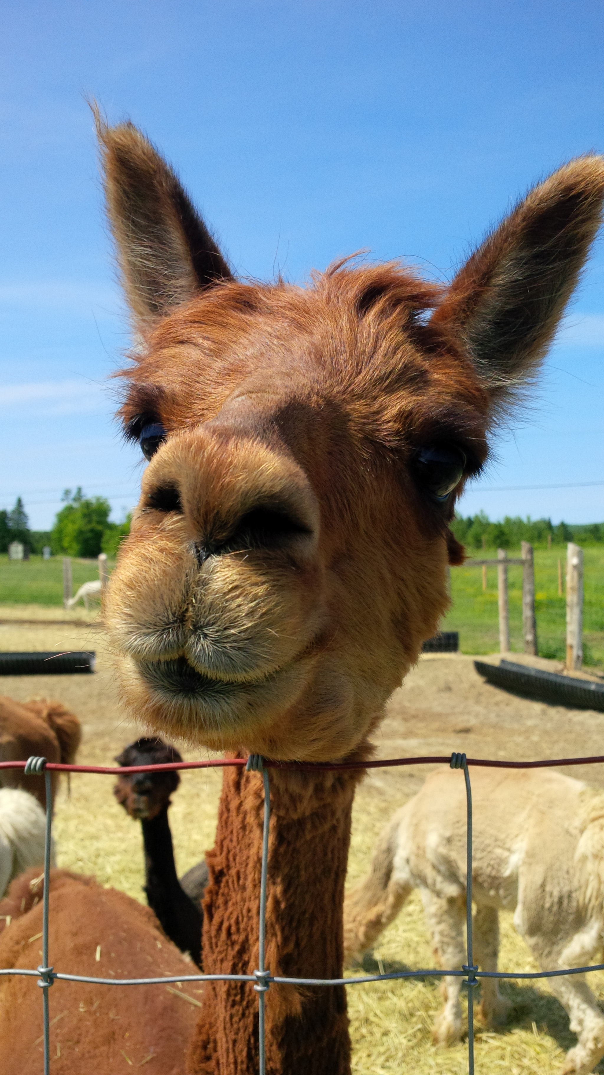 BlackBerry Z10 sample photo