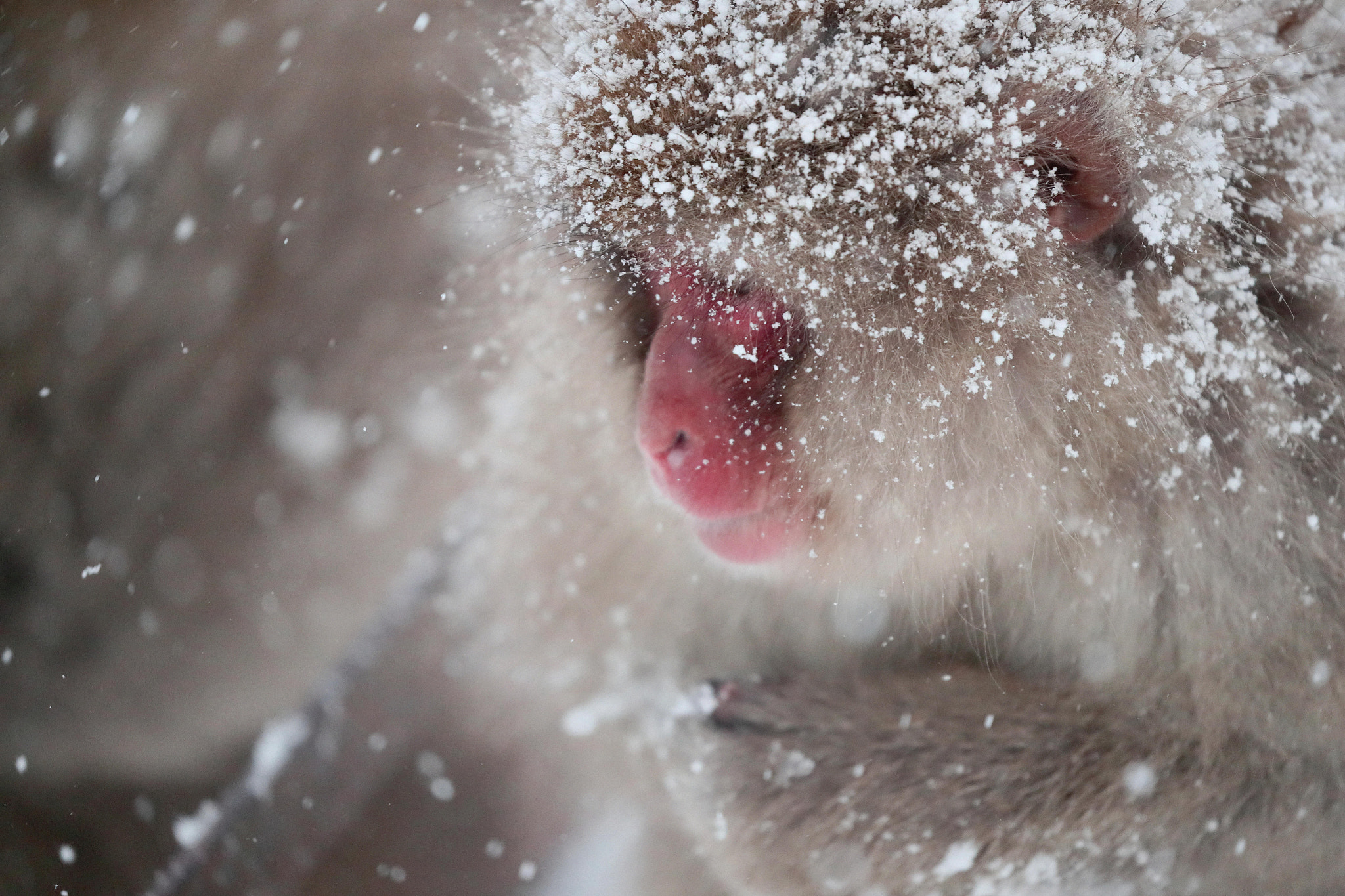 Canon EOS-1D X Mark II sample photo. A snow monkey photography