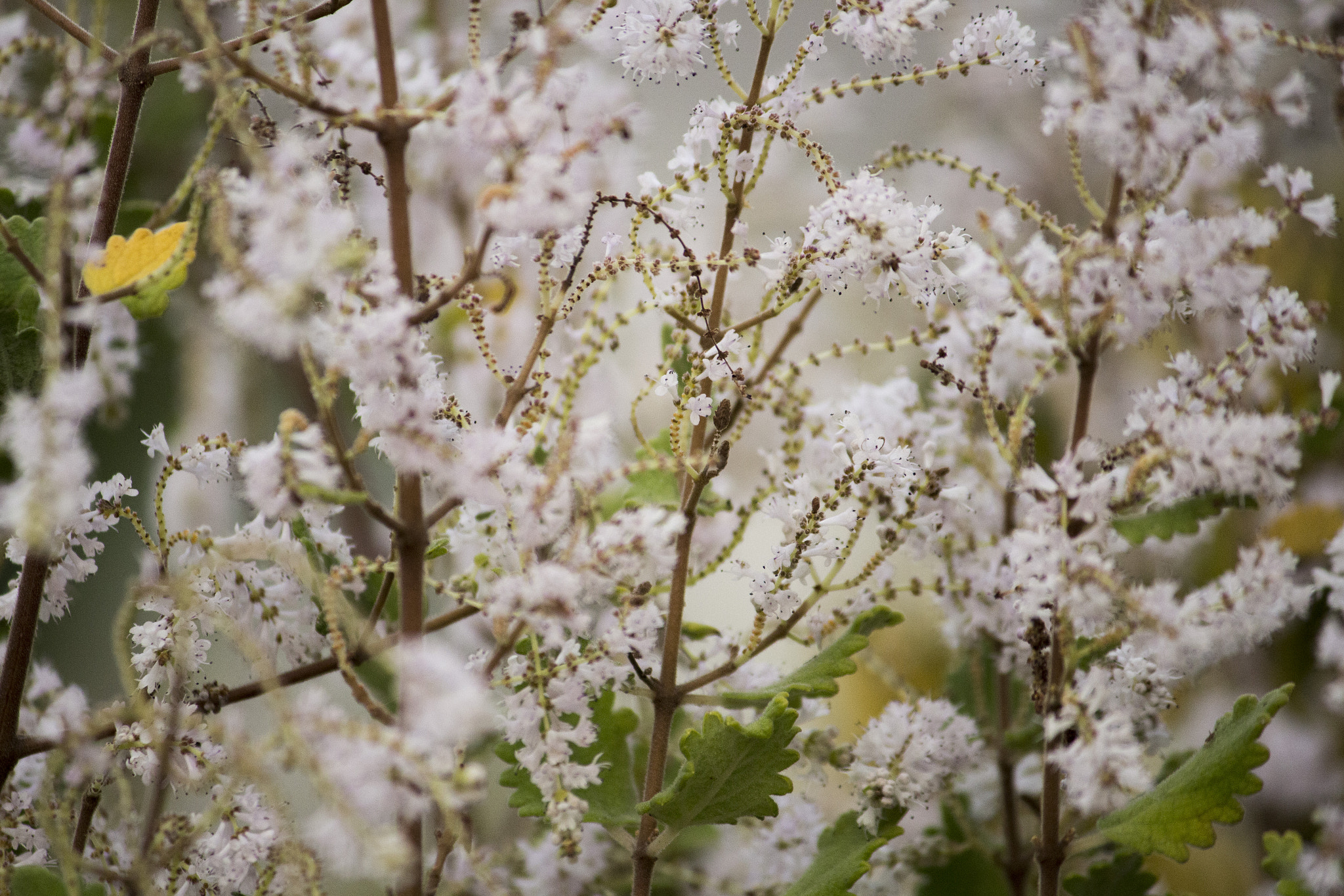 Canon EF-S 55-250mm F4-5.6 IS II sample photo. Gr photo&design photography
