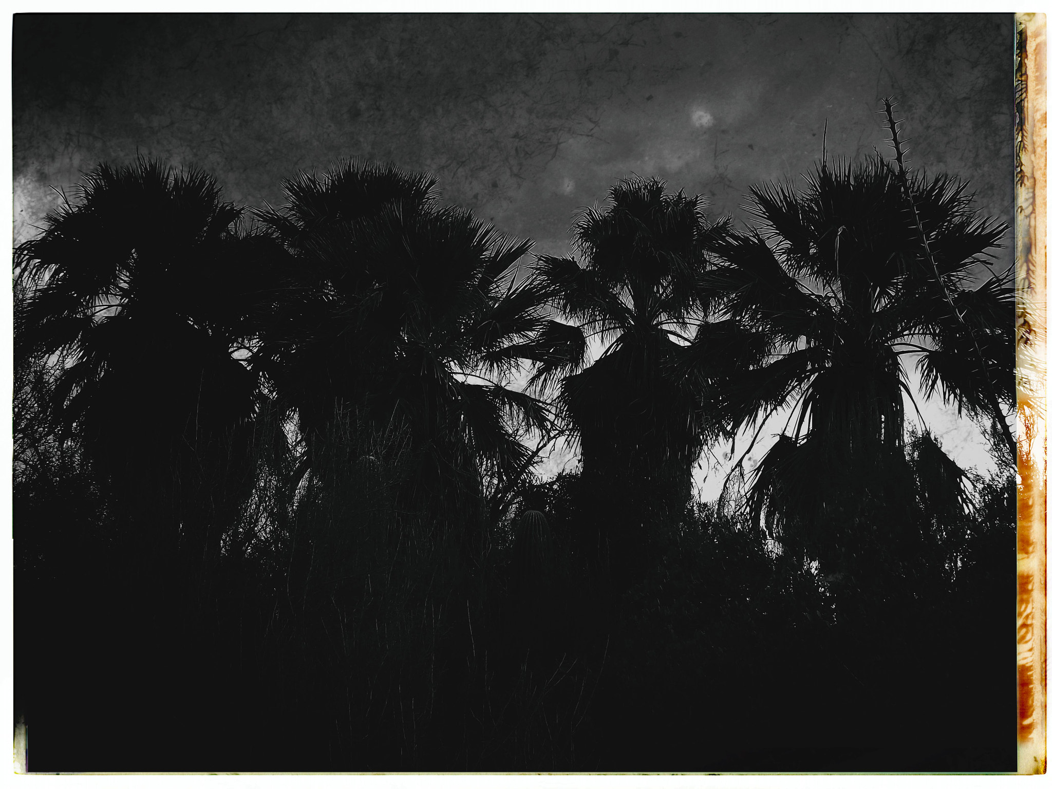 Fujifilm FinePix S4080 sample photo. Wild palms photography