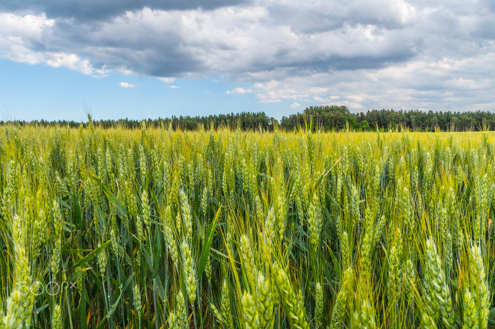 Sony ILCA-77M2 sample photo. Field  of green photography