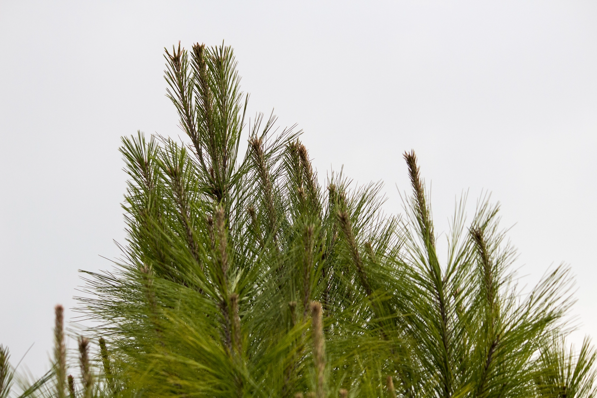 Canon EF-S 55-250mm F4-5.6 IS II sample photo. Gr photo&design photography