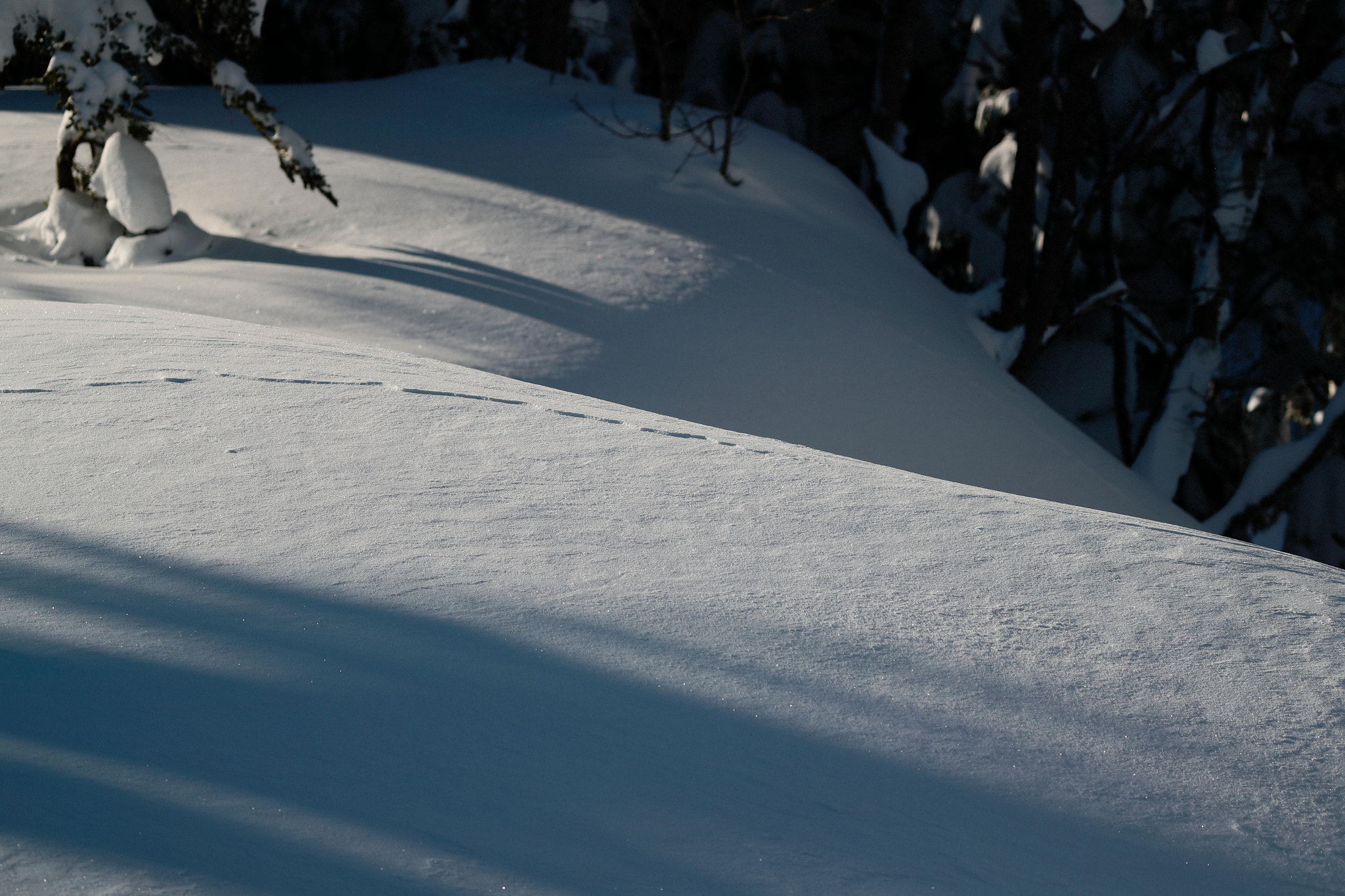 Canon EOS-1D X Mark II sample photo. Snow photography