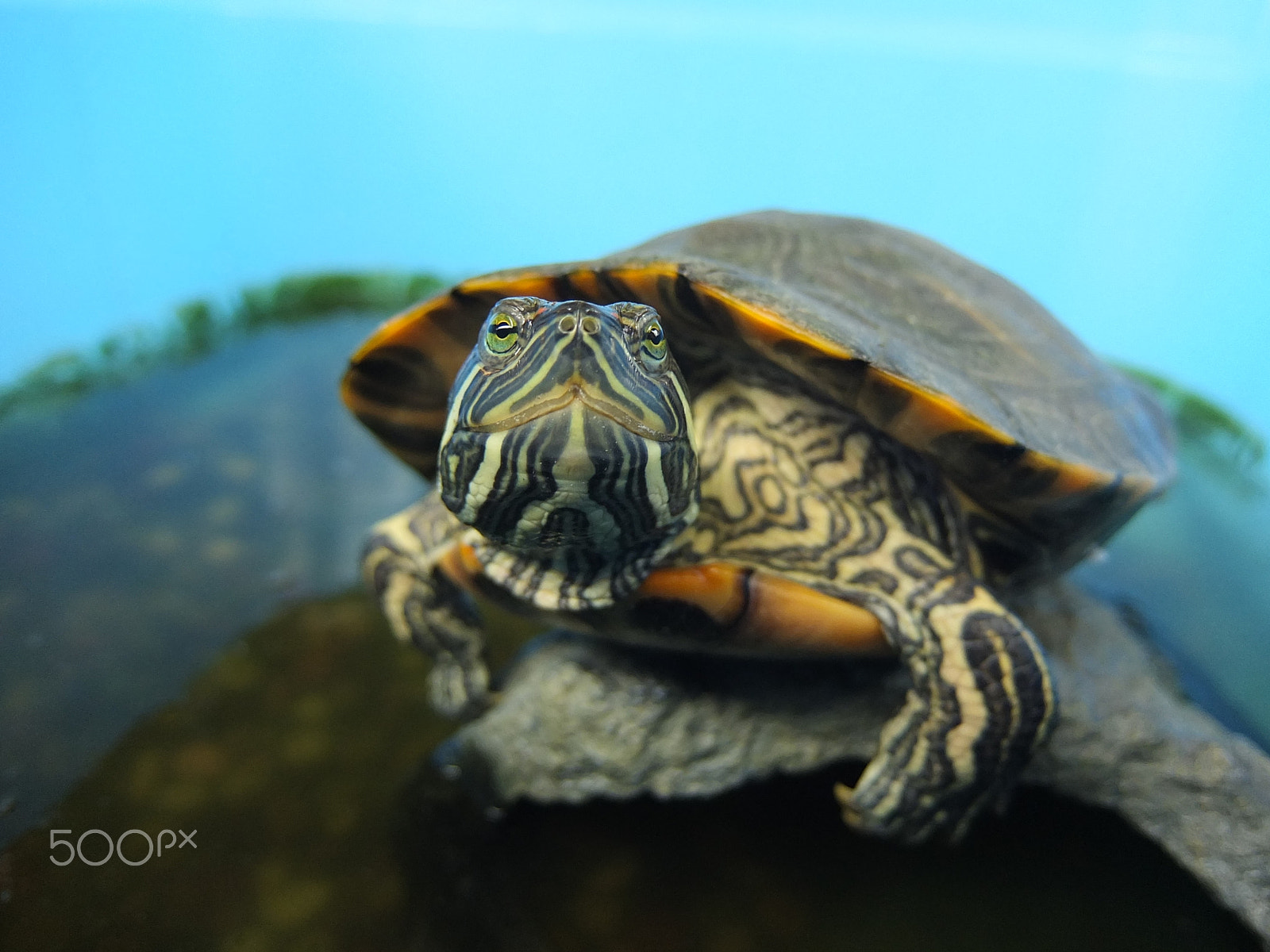 Fujifilm XF1 sample photo. Tokyo turtle photography