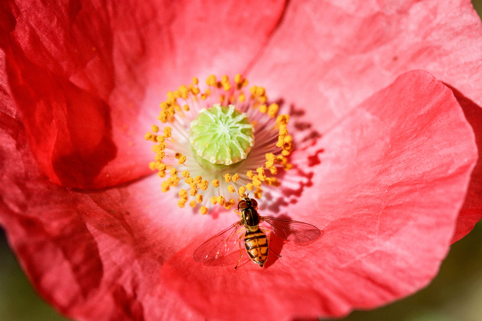 Canon EF 100mm F2.8L Macro IS USM sample photo. Fly on the poppy photography
