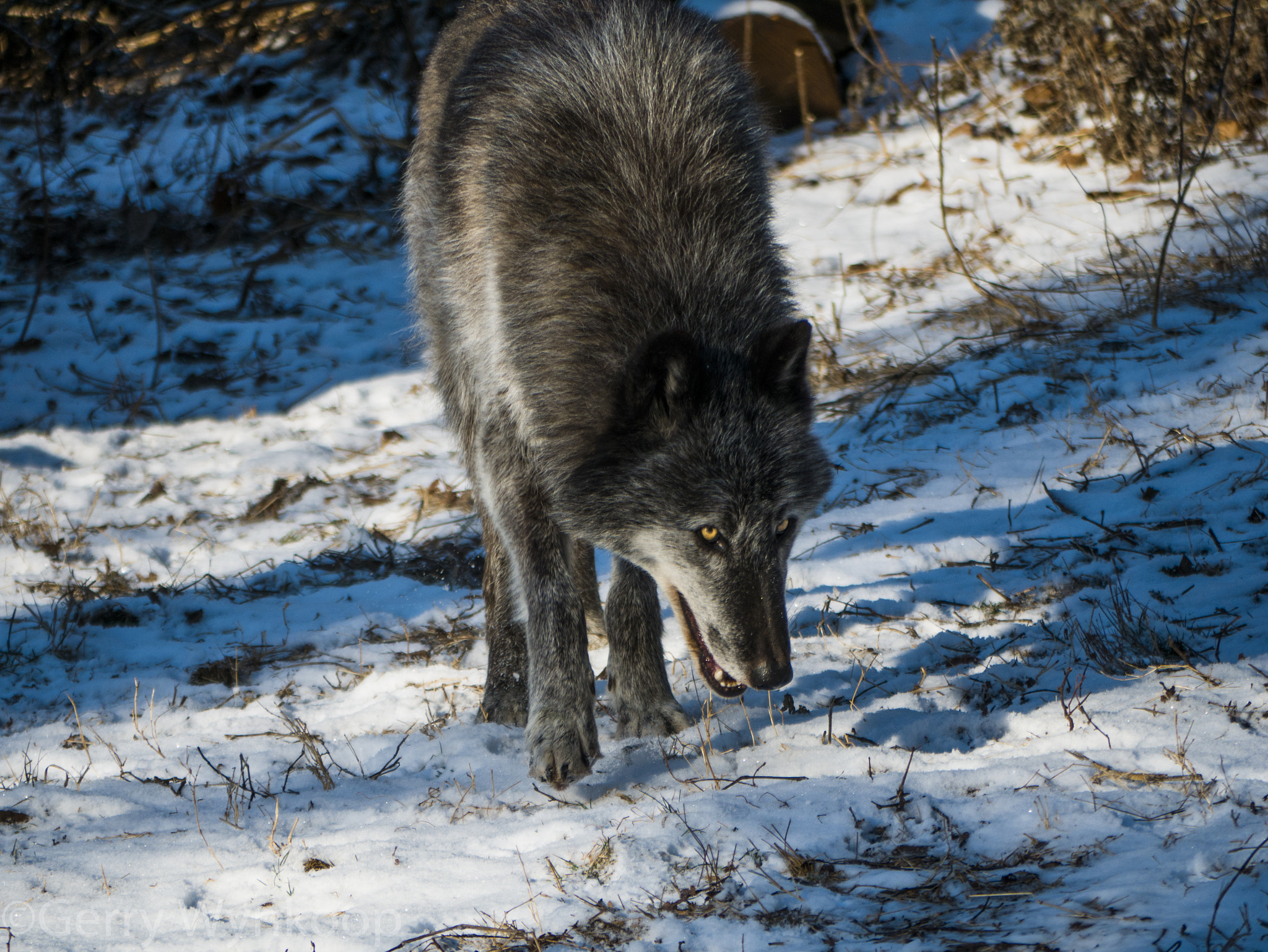 Panasonic Lumix G Vario 45-200mm F4-5.6 OIS sample photo. Wolf conservation center photography