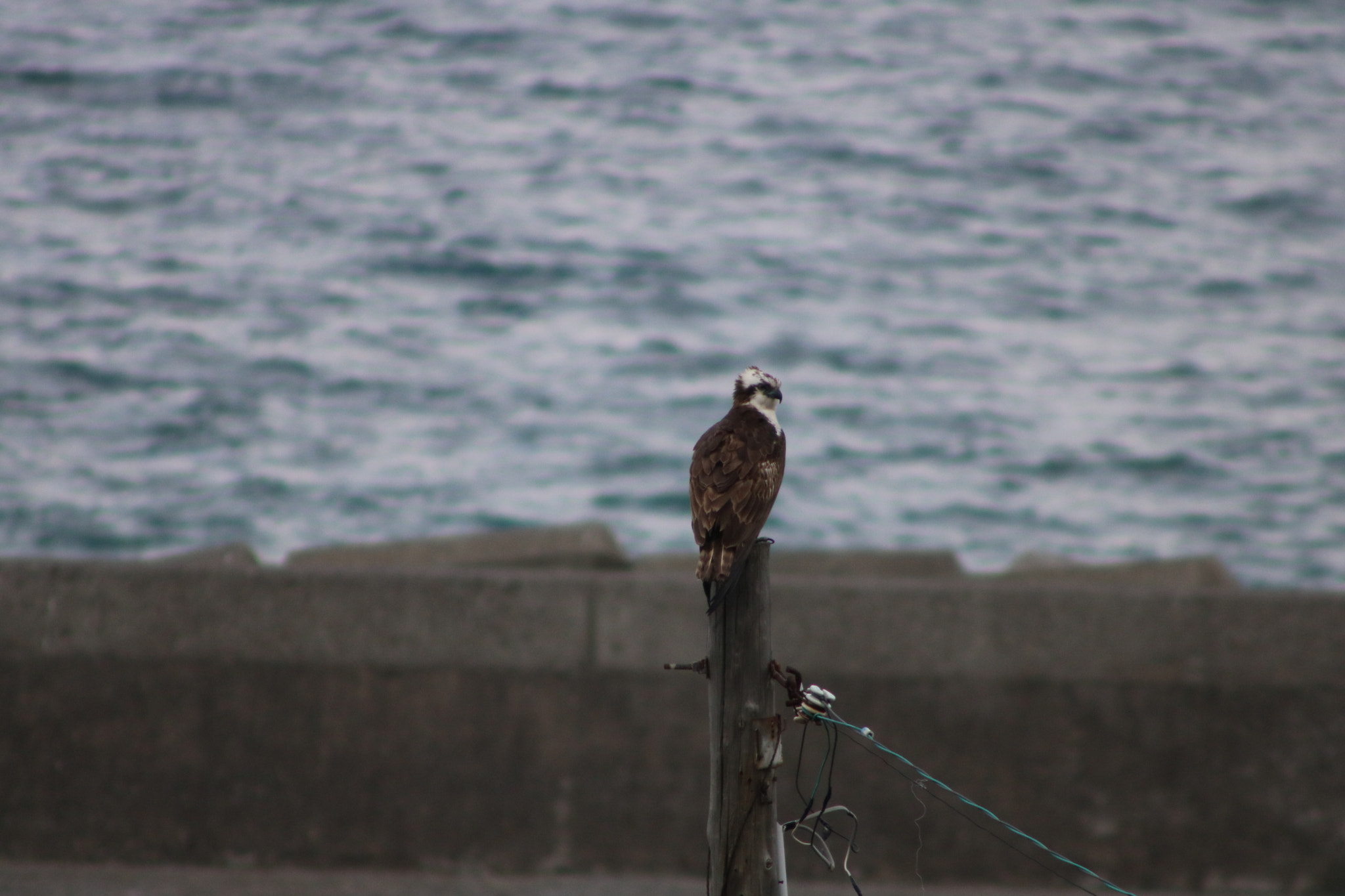 Canon EF 90-300mm F4.5-5.6 USM sample photo. Osprey photography