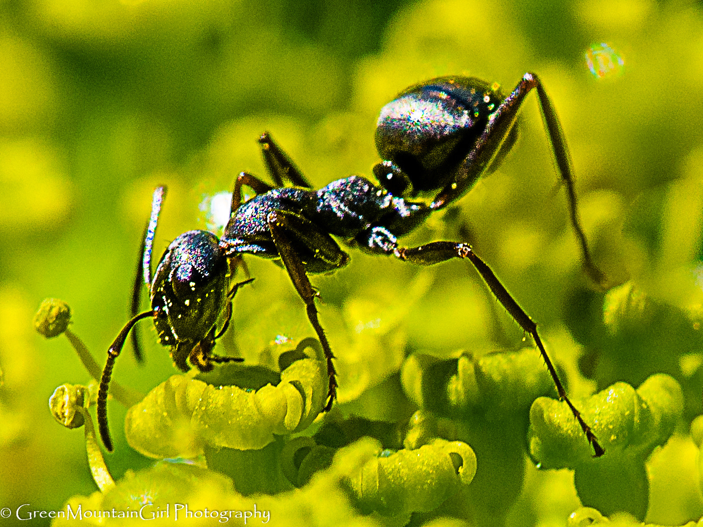 Nikon D7000 + Sigma 150mm F2.8 EX DG Macro HSM sample photo. Ant on goldenrod - pollinators photography