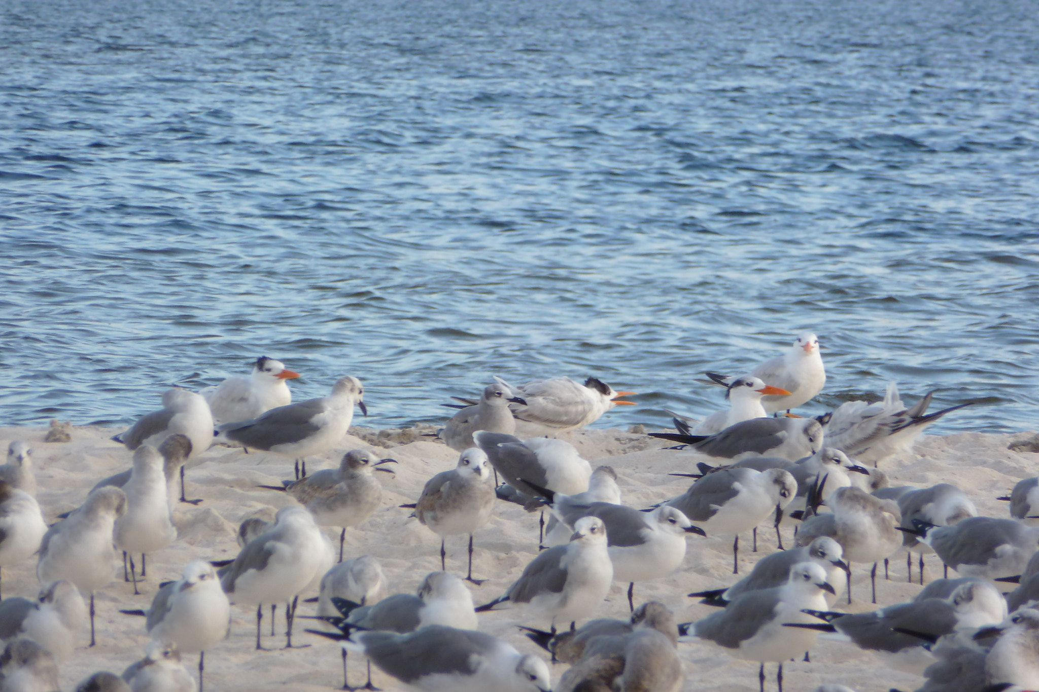 Panasonic Lumix DMC-ZS8 (Lumix DMC-TZ18) sample photo. A flock of seagulls photography