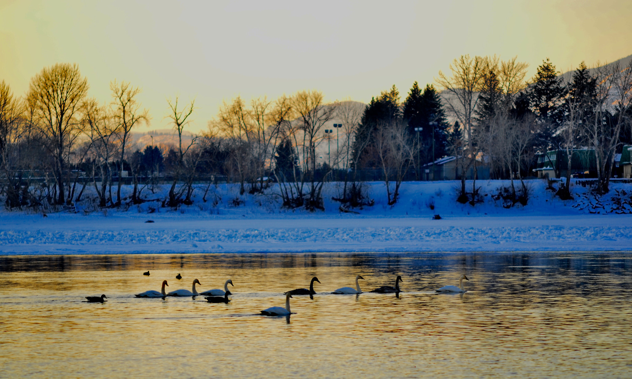 Nikon D7000 + AF Nikkor 50mm f/1.8 sample photo. Swans at dusk in riverside park kamloops, bc canada photography