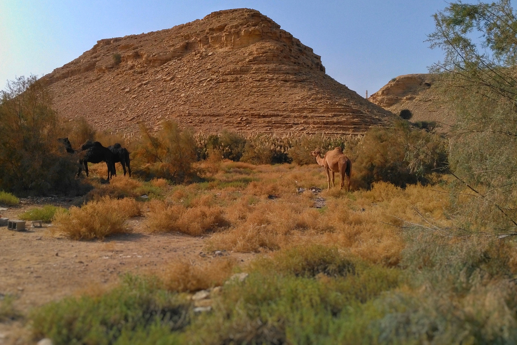HUAWEI GR5 sample photo. Oasis middle of desert photography