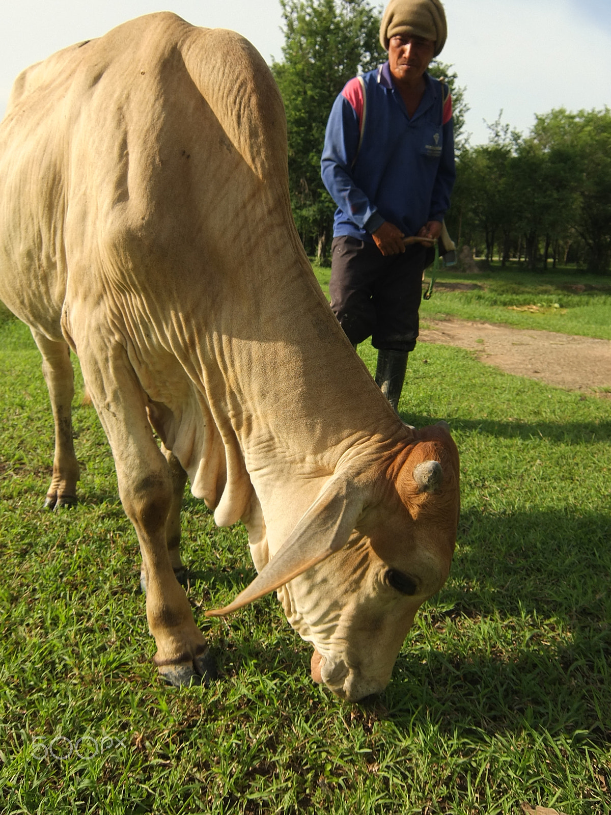 Fujifilm XF1 sample photo. Thai cowherd photography