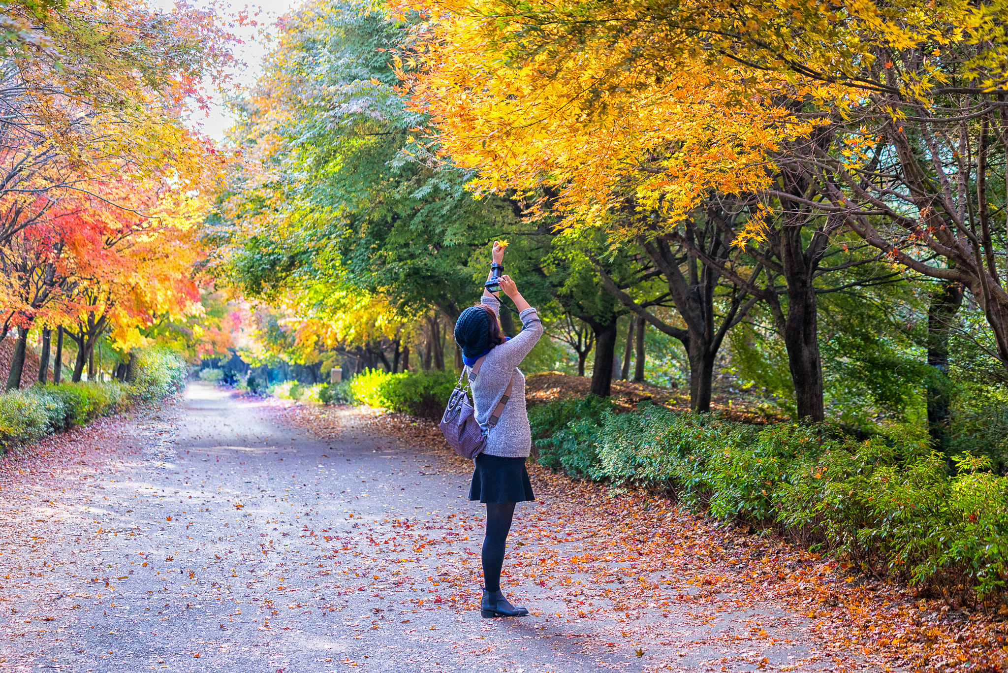 Sony a7R + Sony FE 70-200mm F4 G OSS sample photo. 독립기념관 단풍나무길 photography
