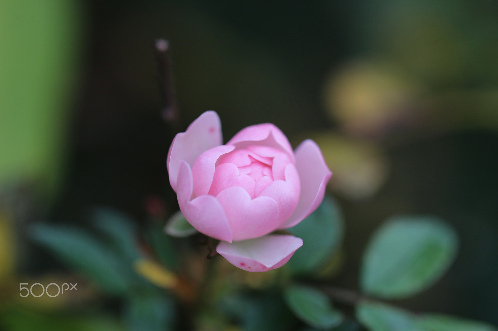 Canon EF 100mm F2.8L Macro IS USM sample photo. Pink photography