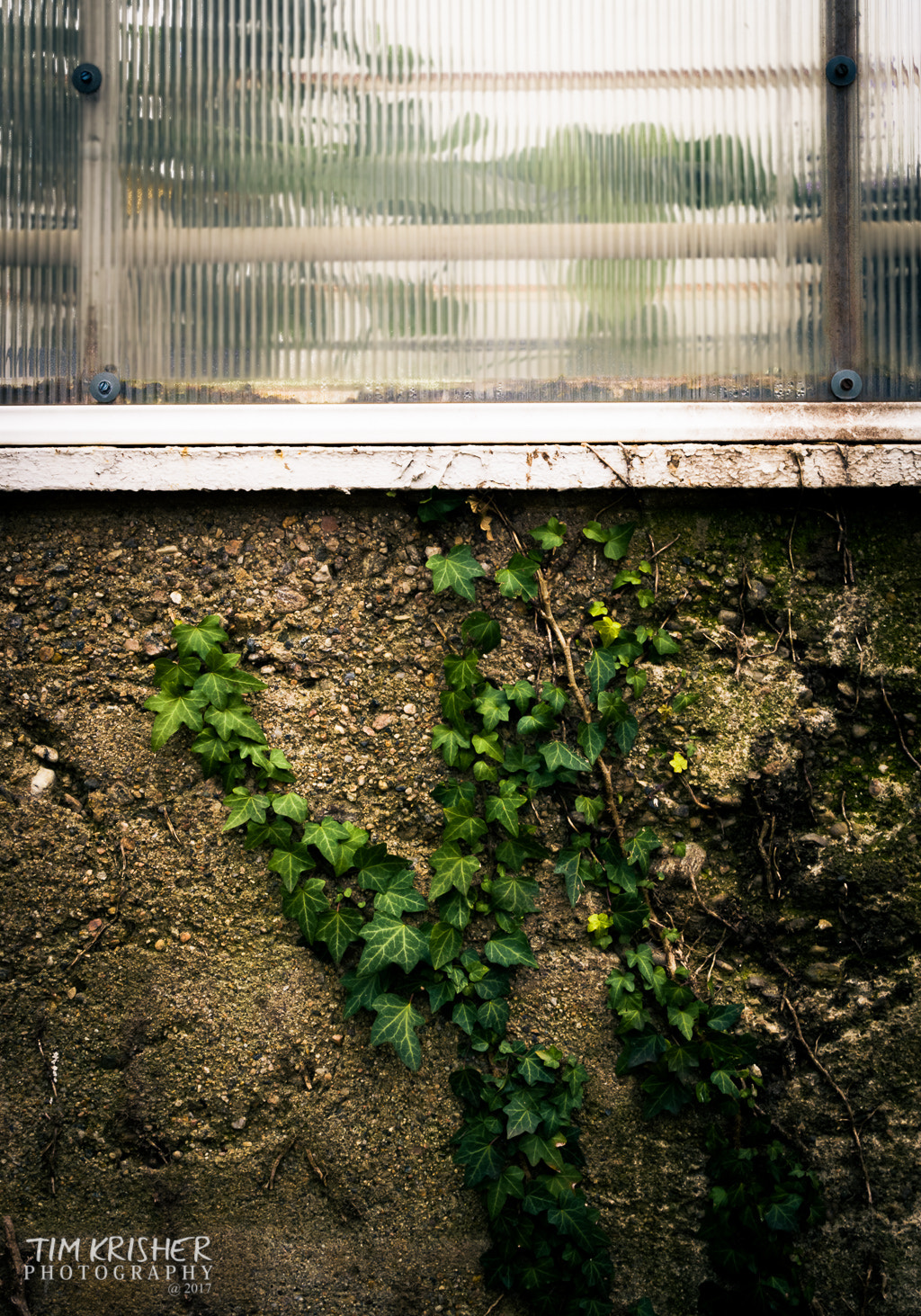Sigma 17-50mm F2.8 EX DC OS HSM sample photo. Climbing vines photography