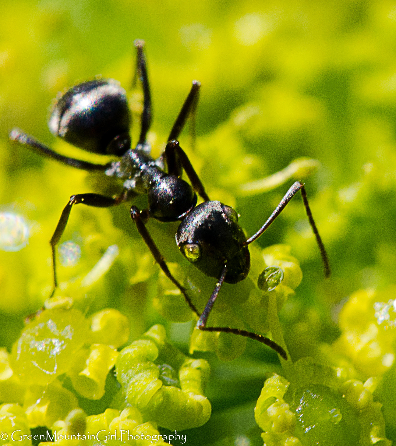 Sigma 150mm F2.8 EX DG Macro HSM sample photo. The eyes have it! photography
