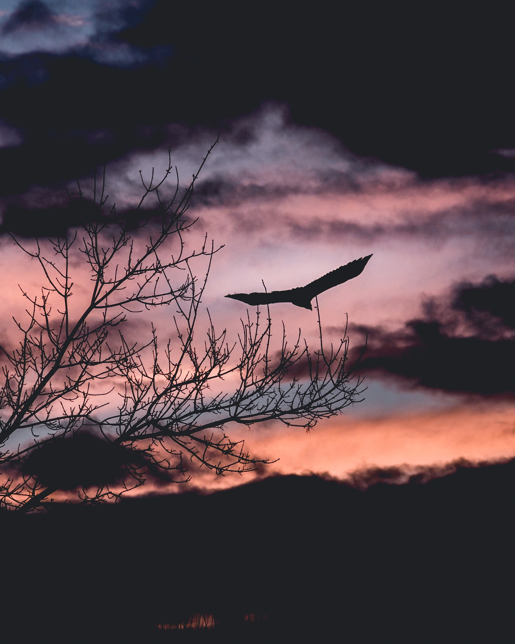 HD Pentax DA 55-300mm F4.0-5.8 ED WR sample photo. The eagle that could photography