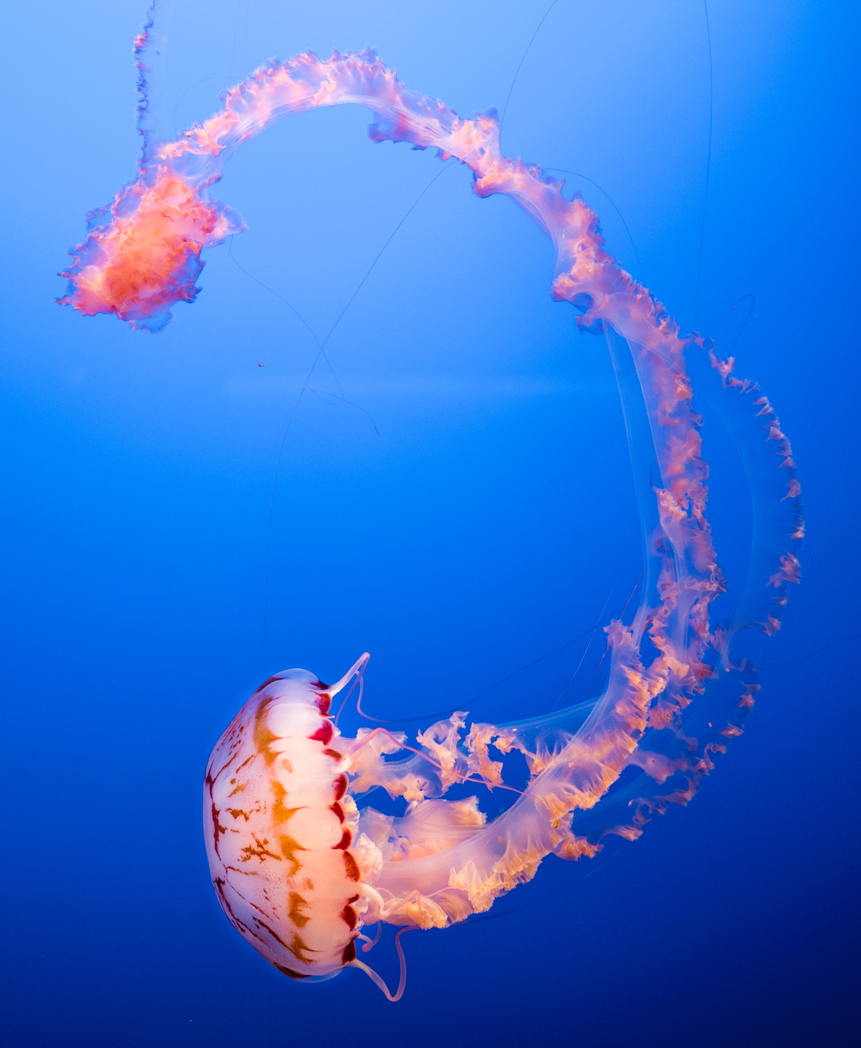 Olympus OM-D E-M5 II + OLYMPUS M.25mm F1.2 sample photo. Jellyfish photography