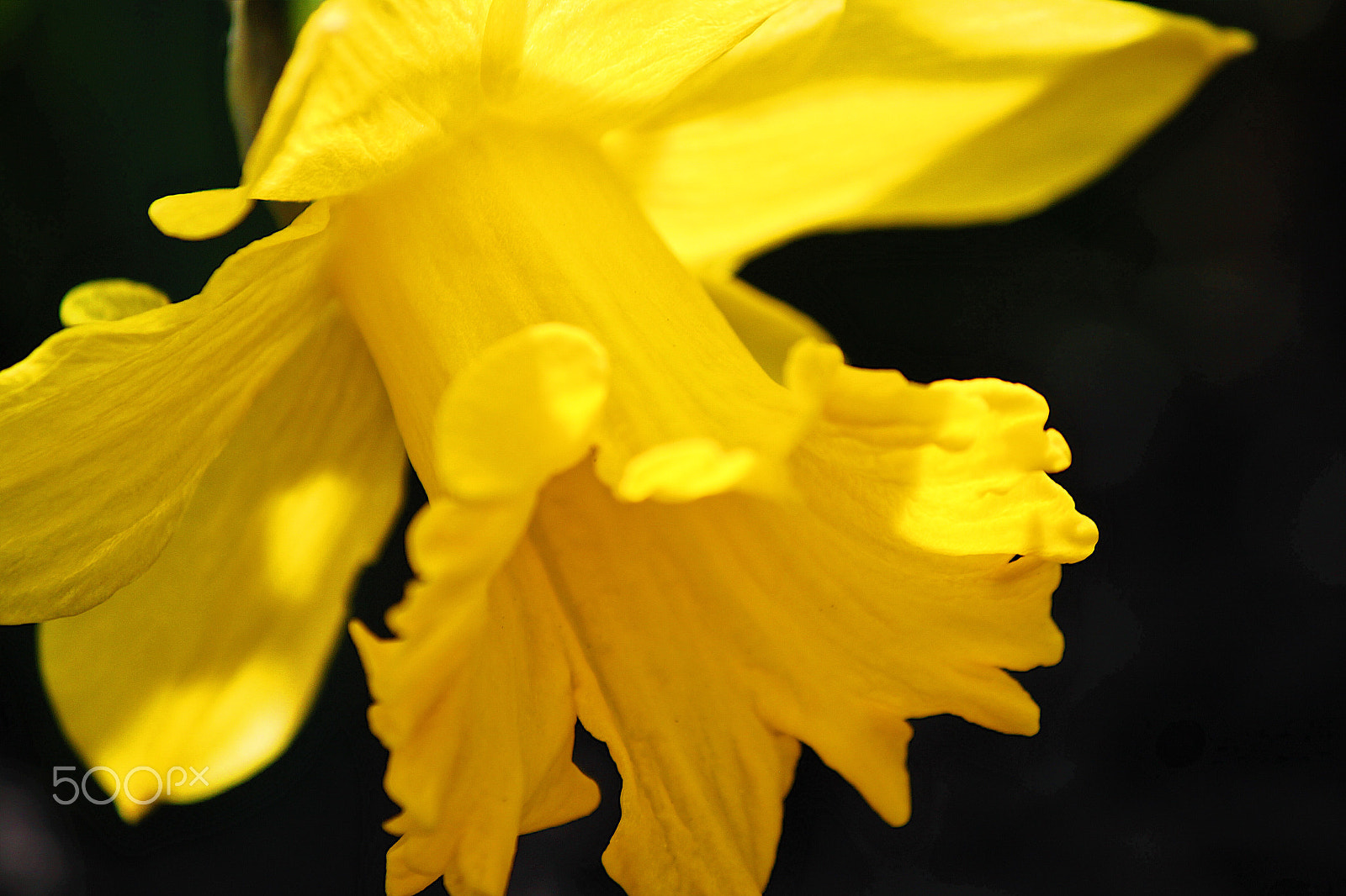 Canon EOS 500D (EOS Rebel T1i / EOS Kiss X3) sample photo. Yellow photography
