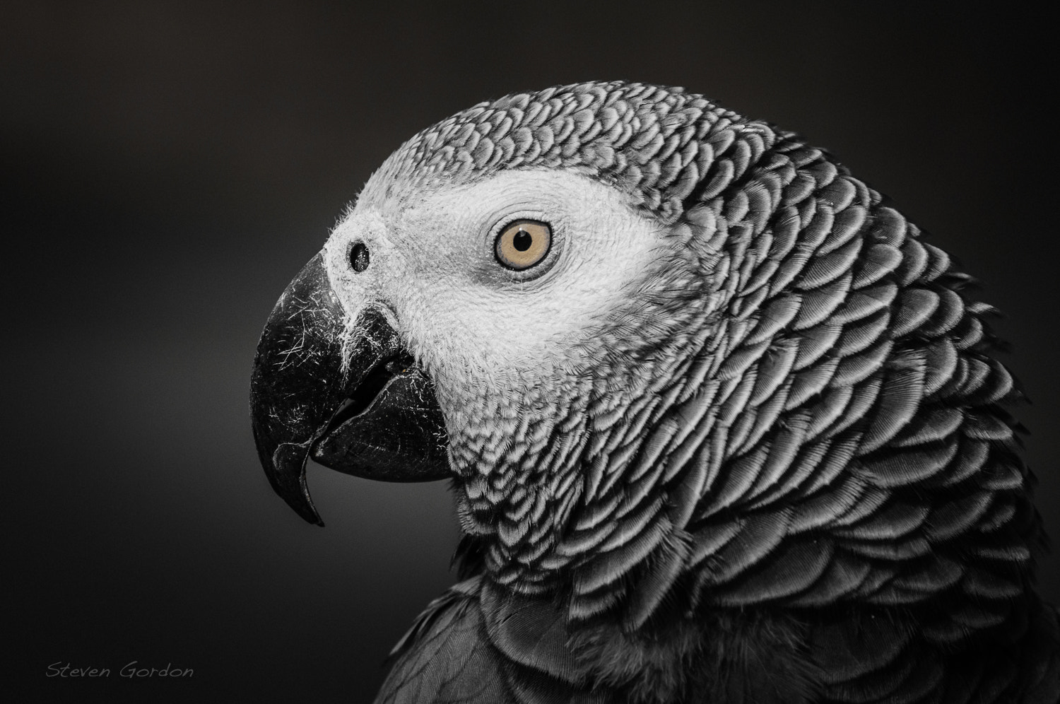 Nikon D300 sample photo. Parrot head photography