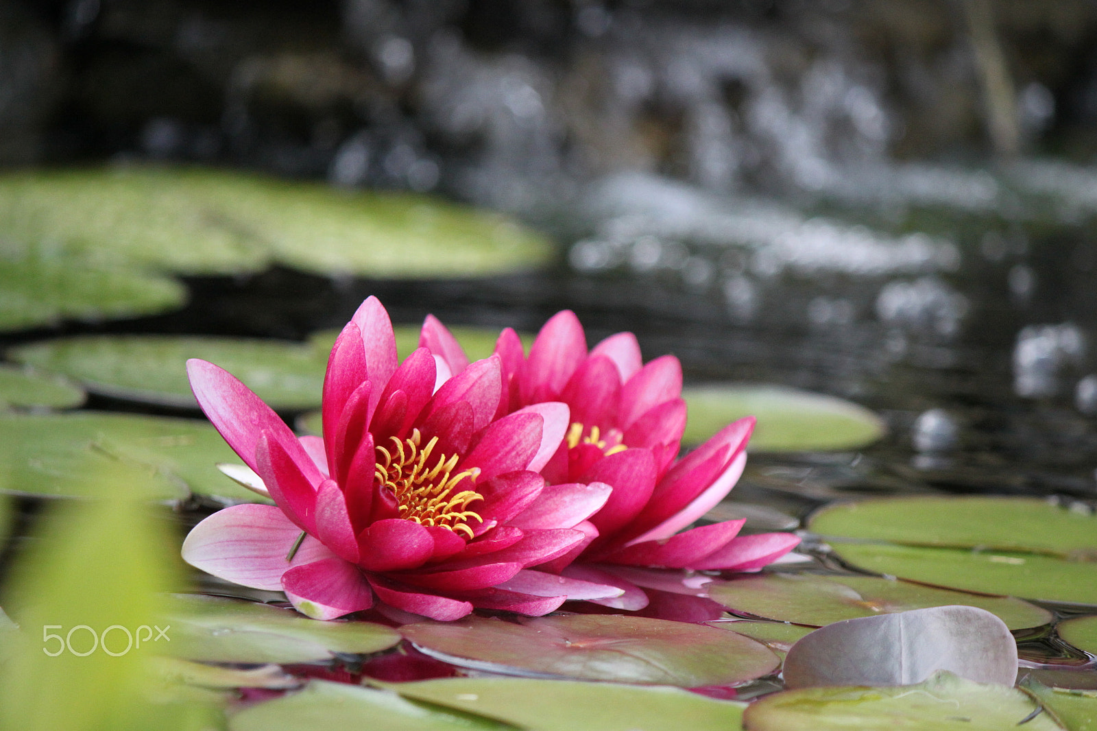 Canon EOS 500D (EOS Rebel T1i / EOS Kiss X3) sample photo. Two pees in a pond photography