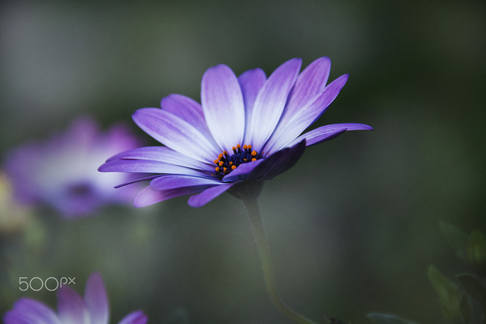 Canon EOS 500D (EOS Rebel T1i / EOS Kiss X3) sample photo. Cromatica photography