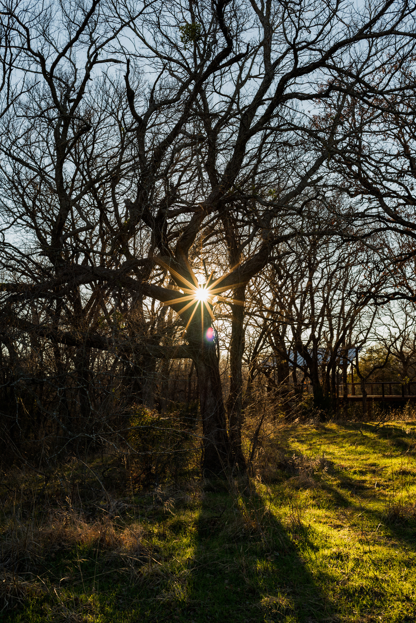 Nikon D810 sample photo. Sun peaking through the branches photography