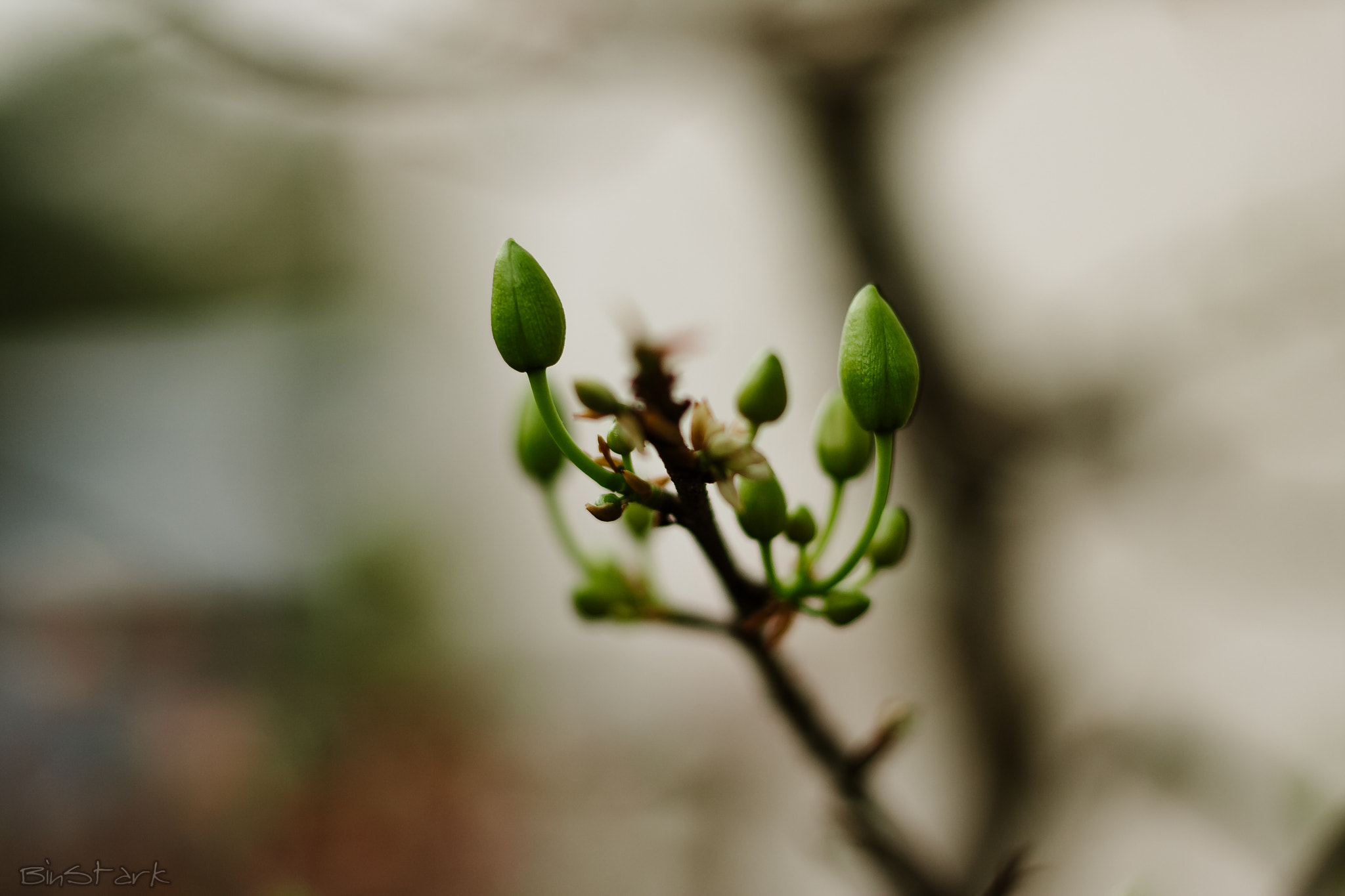 Canon EOS 40D + Canon EF 50mm F1.8 STM sample photo. Flower buds photography