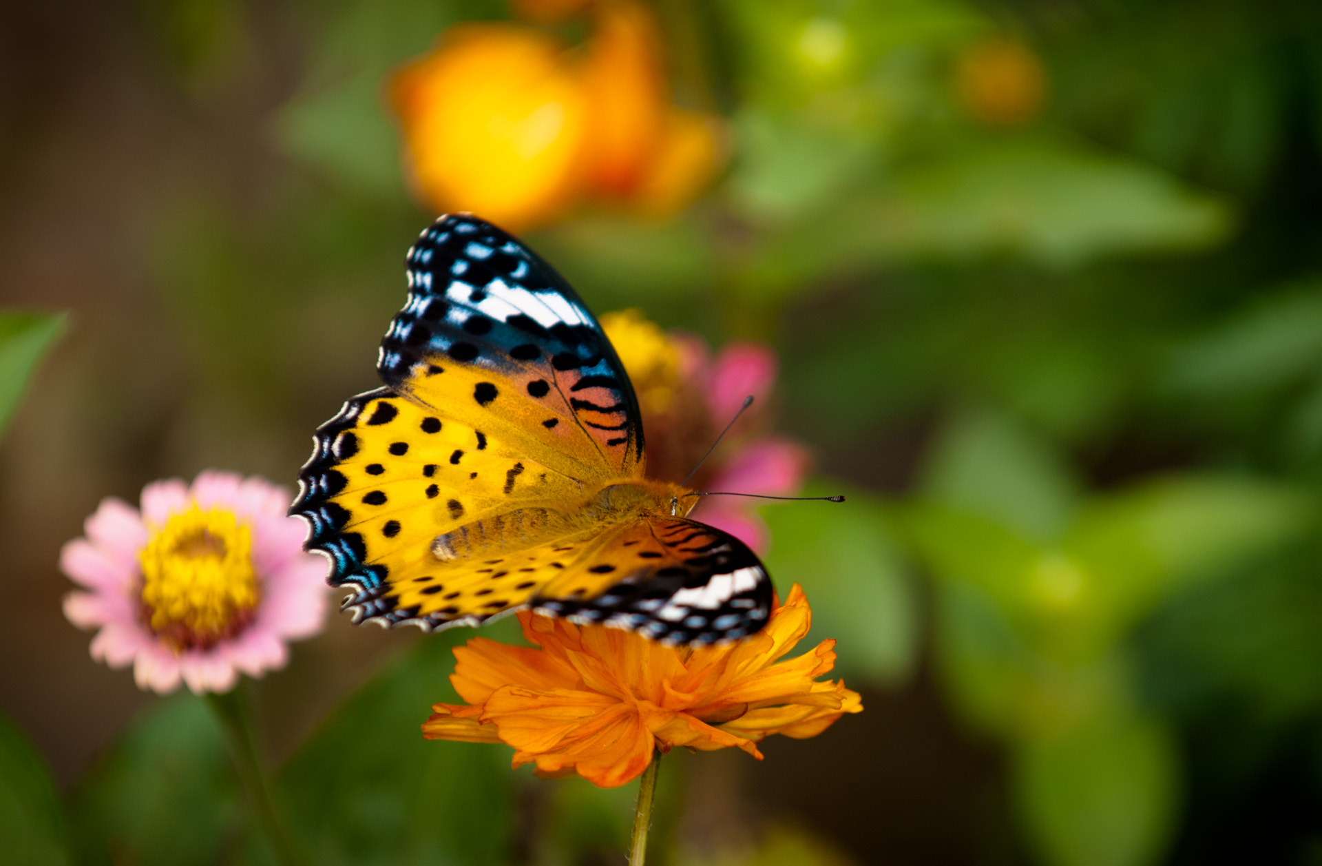 Nikon D80 sample photo. Butterfly photography