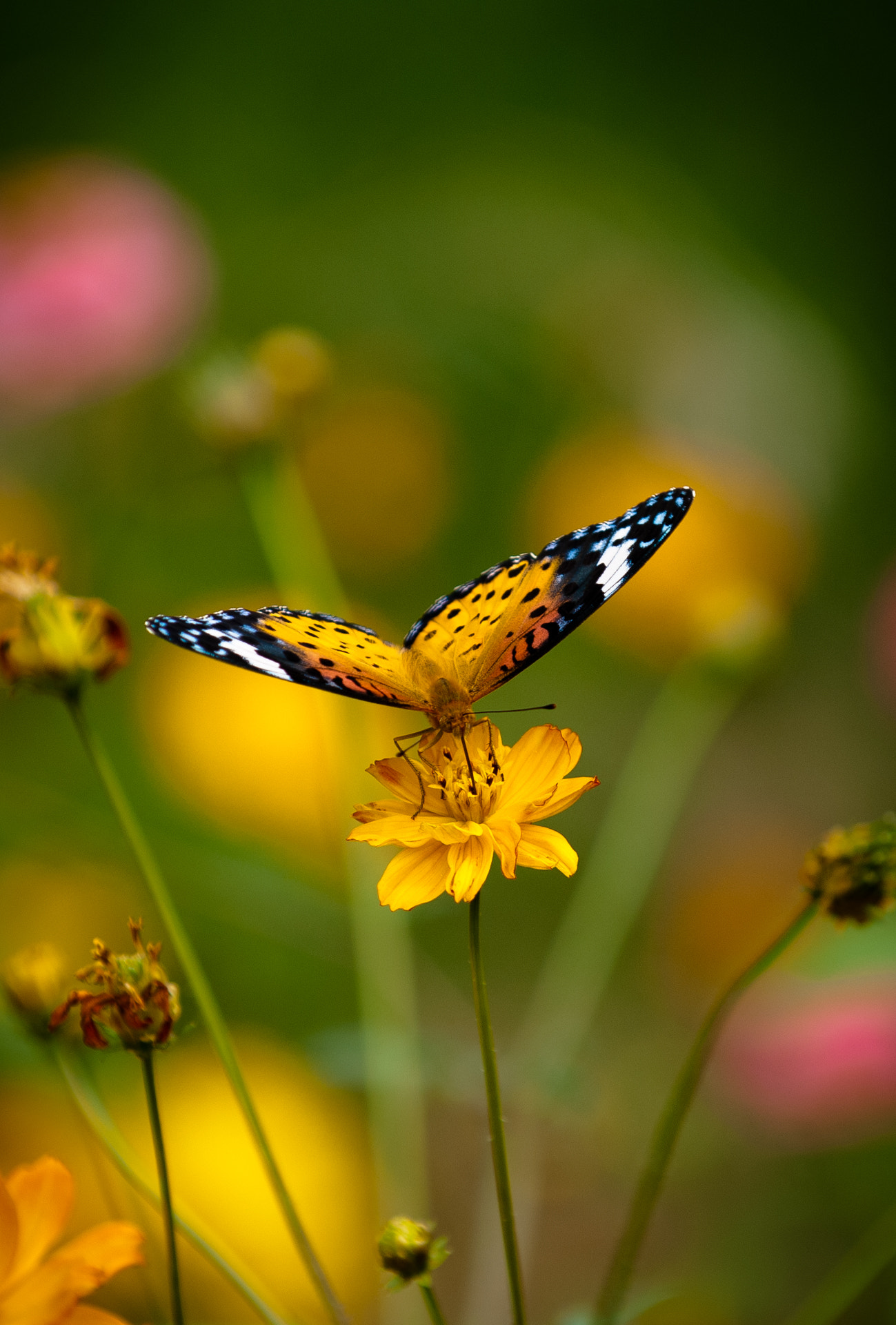 Nikon D80 sample photo. Butterfly photography