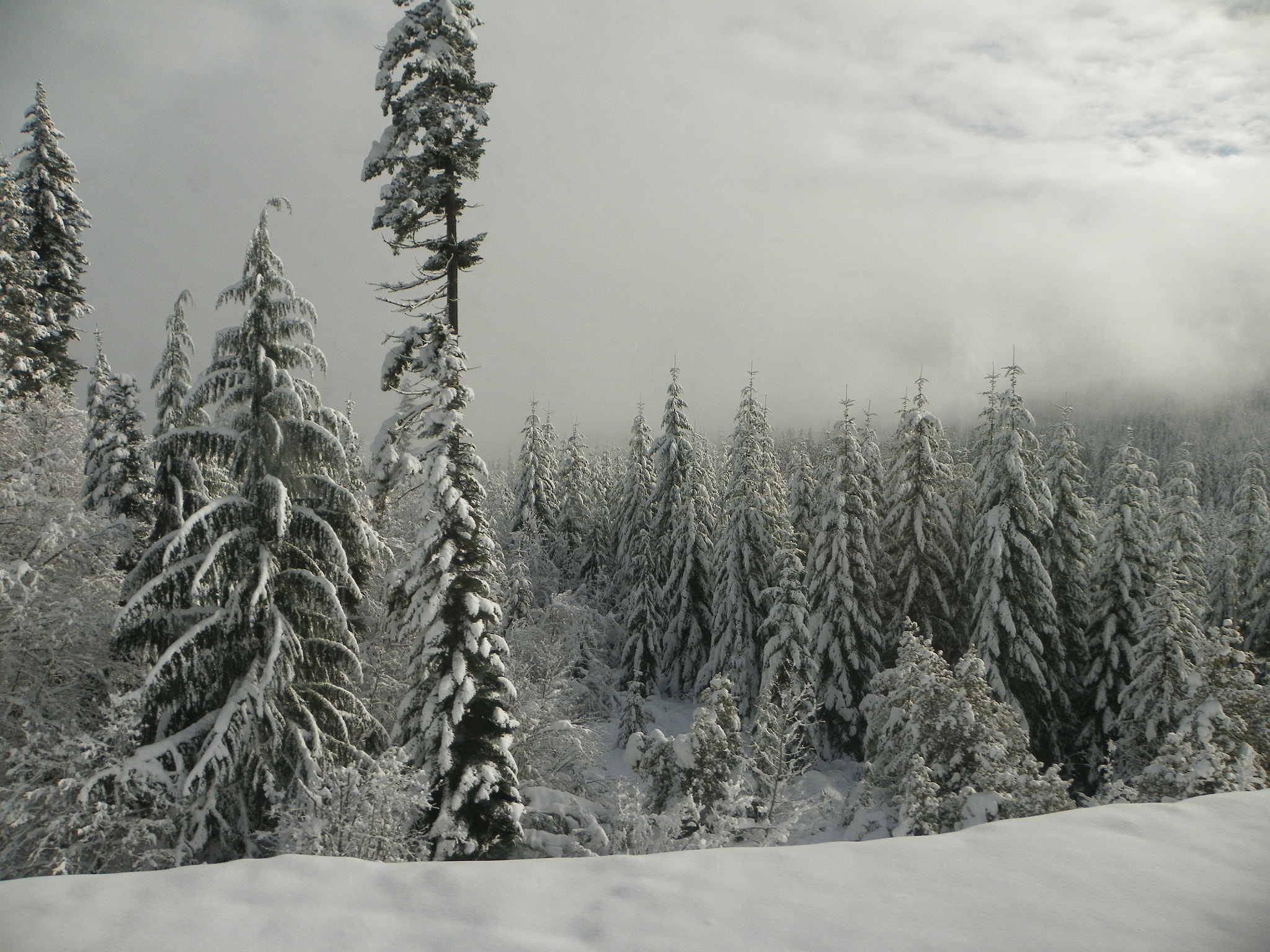 Kodak EasyShare Z981 sample photo. Amtrak mountain pass photography